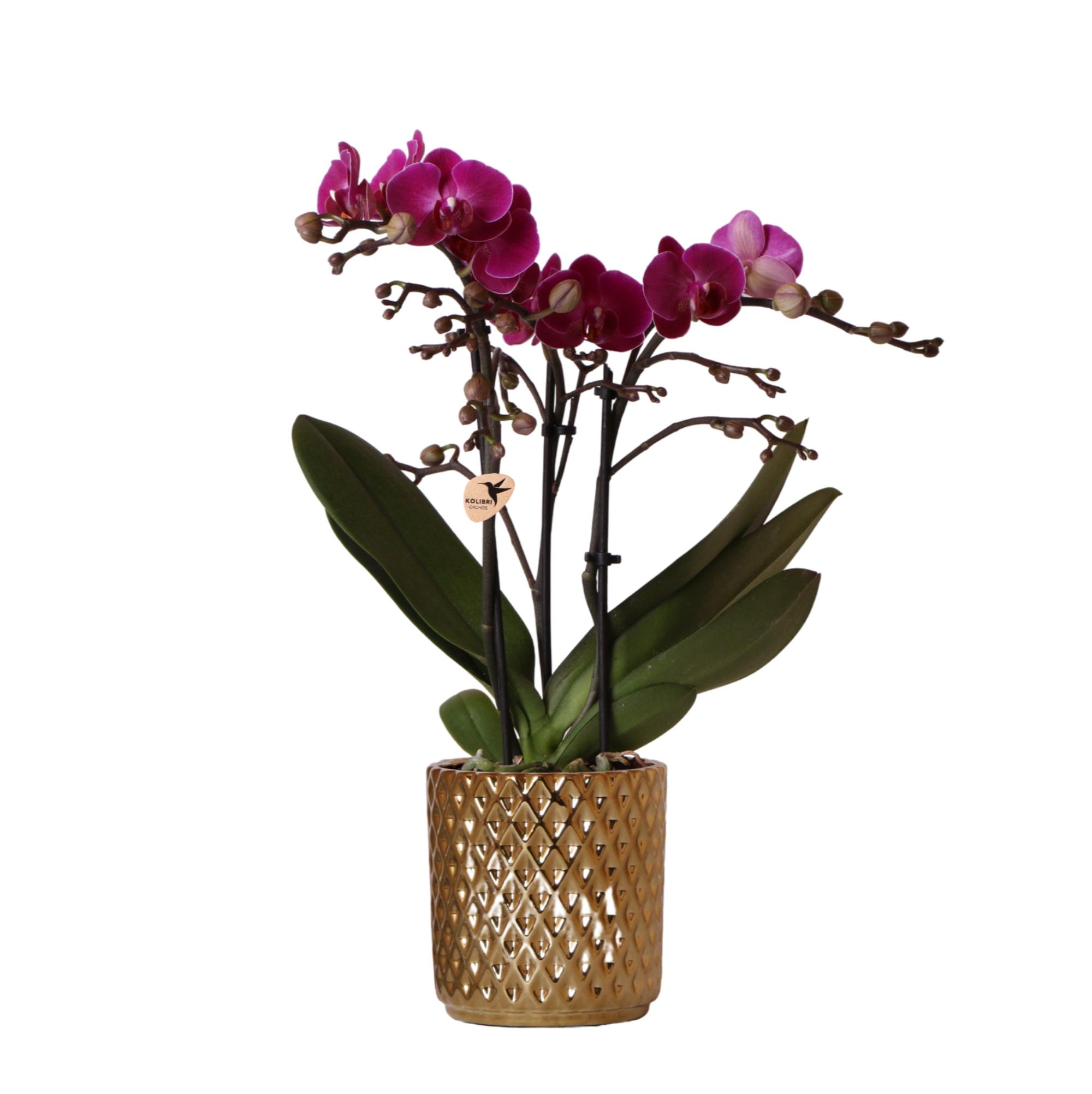 Kolibri Orchids | paarse Phalaenopsis orchidee en pot Ø9cm. Plante verte type Kolibri Orchids | paarse Phalaenopsis orchidee, livrée en pot, idéale pour intérieur lumineux.