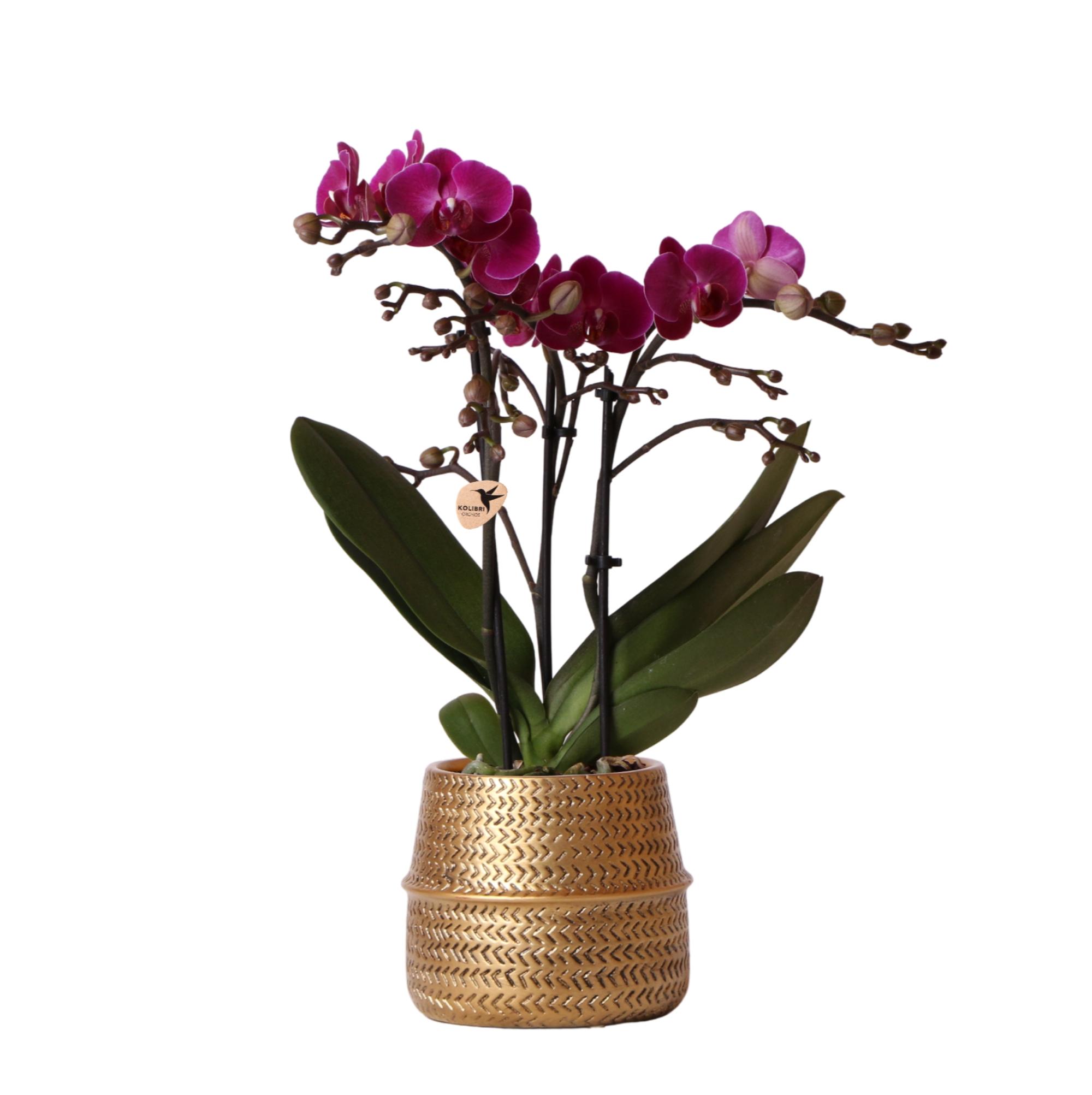 Kolibri Orchids | Paarse phalaenopsis orchidee en pot Ø9cm. Plante verte type Kolibri Orchids | Paarse phalaenopsis orchidee, livrée en pot, idéale pour intérieur lumineux.