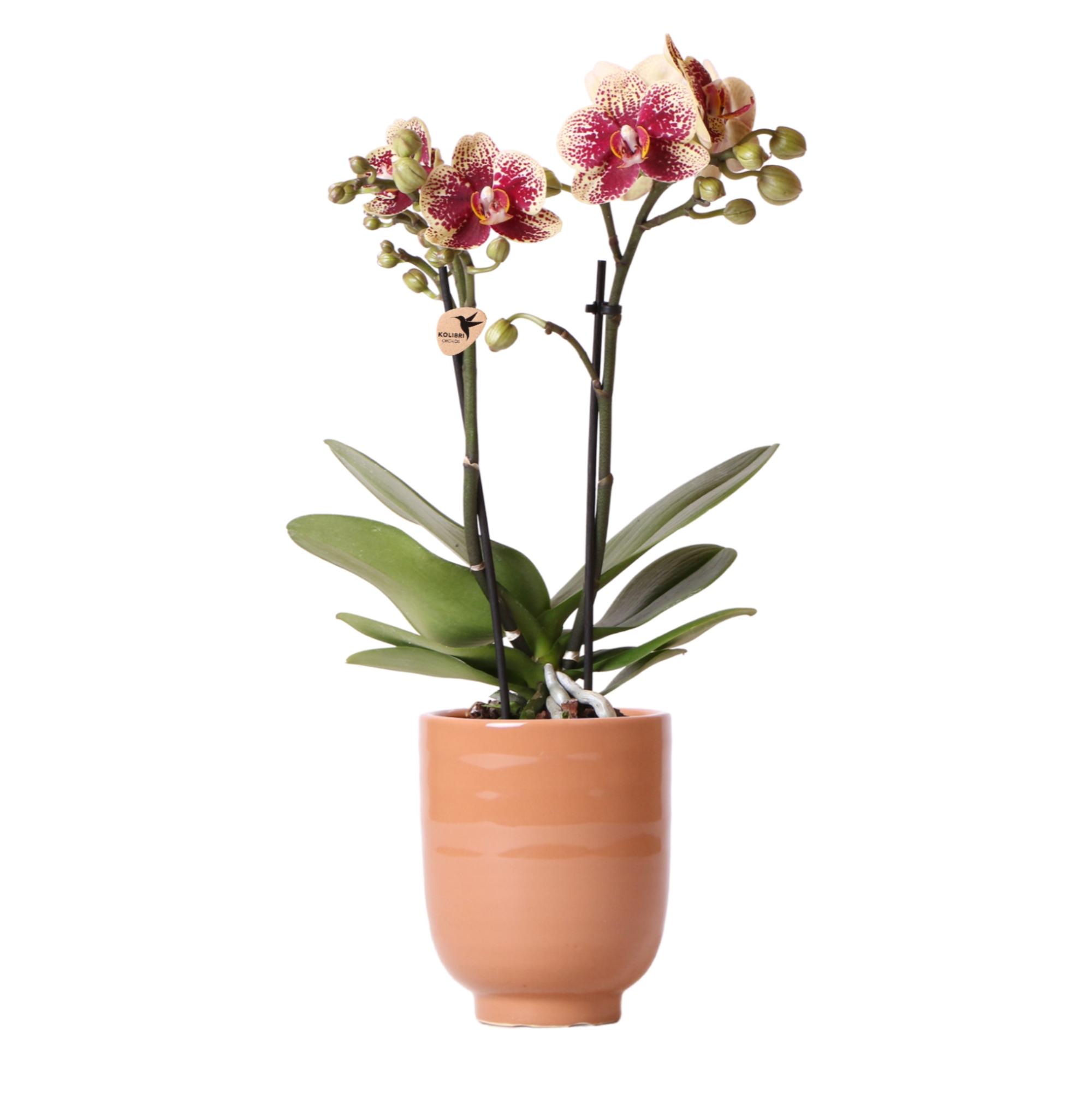 Kolibri Orchids | Geel rode Phalaenopsis orchidee en pot Ø9cm. Plante verte type Kolibri Orchids | Geel rode Phalaenopsis orchidee, livrée en pot, idéale pour intérieur lumineux.