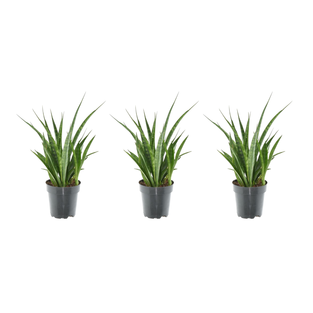 3x Sansevieria Kirkii en pot Ø12cm. Plante verte type 3x Sansevieria Kirkii, livrée en pot, idéale pour intérieur lumineux.