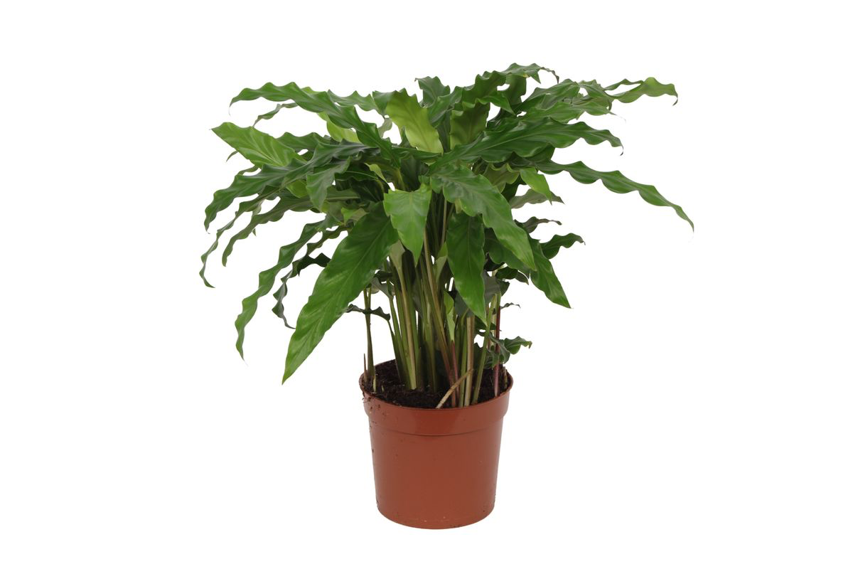 Calathea Bluegrass en pot Ø12cm. Plante verte type Calathea Bluegrass, livrée en pot, idéale pour intérieur lumineux.