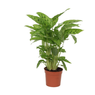 Calathea Leopardina en pot Ø12cm. Plante verte type Calathea Leopardina, livrée en pot, idéale pour intérieur lumineux.