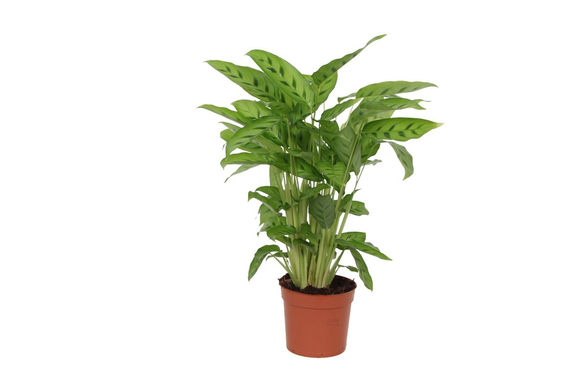 Calathea Leopardina en pot Ø12cm. Plante verte type Calathea Leopardina, livrée en pot, idéale pour intérieur lumineux.