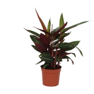 Calathea Stripestar en pot Ø12cm. Plante verte type Calathea Stripestar, livrée en pot, idéale pour intérieur lumineux.