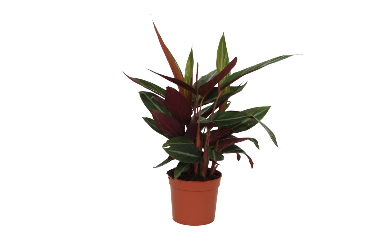 Calathea Stripestar en pot Ø12cm. Plante verte type Calathea Stripestar, livrée en pot, idéale pour intérieur lumineux.