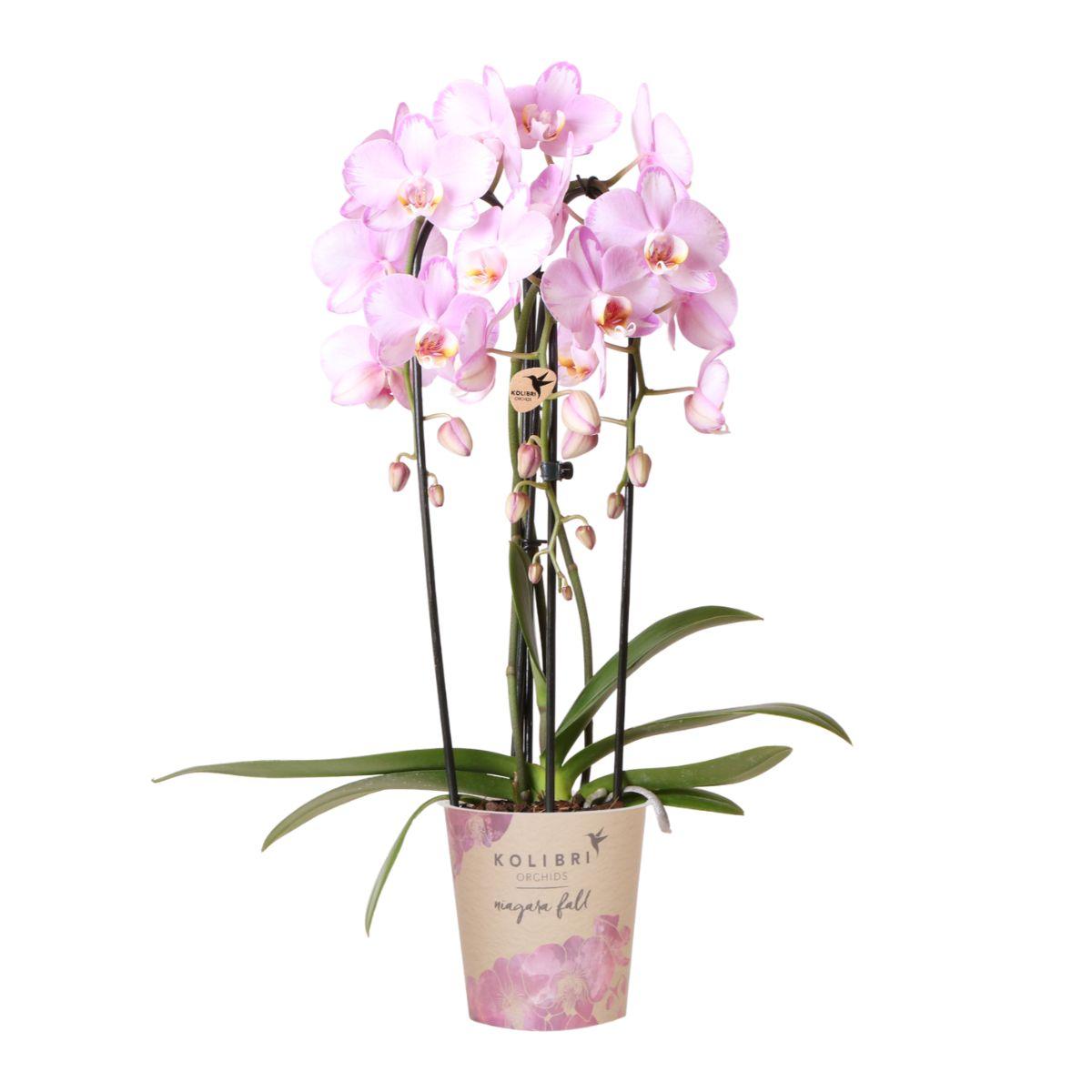 Kolibri Orchids | roze Phalaenopsis orchidee en pot Ø12cm. Plante verte type Kolibri Orchids | roze Phalaenopsis orchidee, livrée en pot, idéale pour intérieur lumineux.
