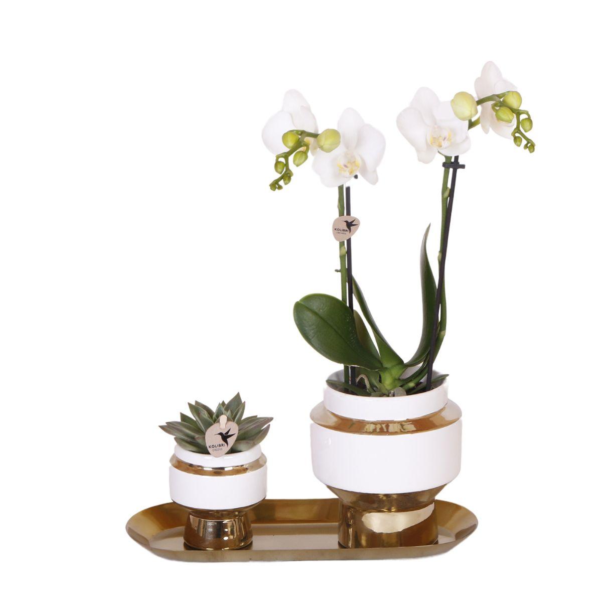 Kolibri Company en pot. Plante verte type Kolibri Company, livrée en pot, idéale pour intérieur lumineux.