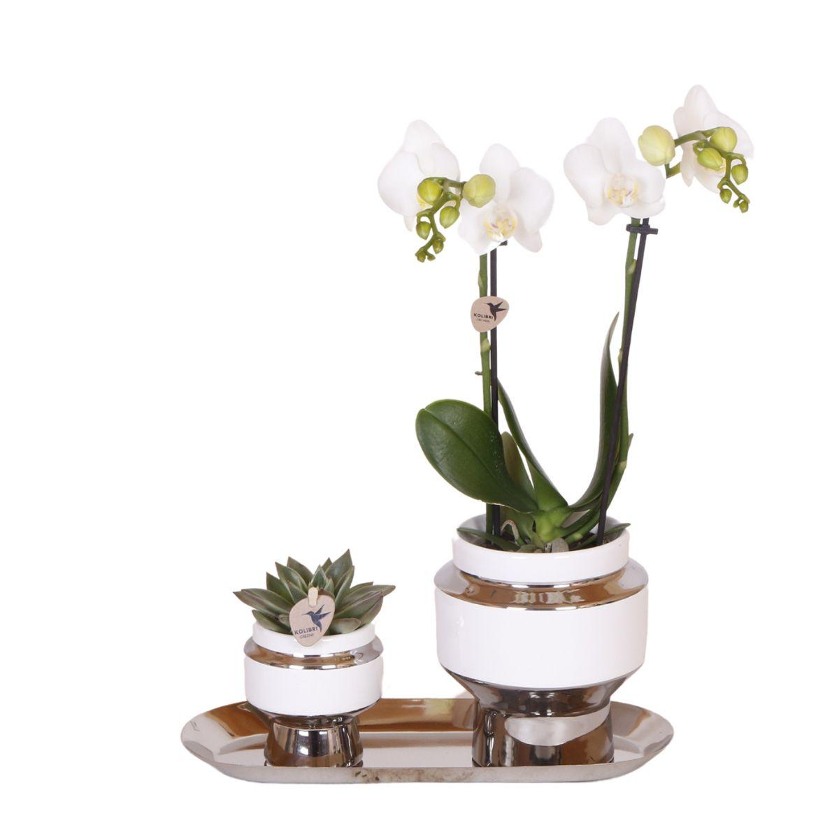 Kolibri Company en pot. Plante verte type Kolibri Company, livrée en pot, idéale pour intérieur lumineux.