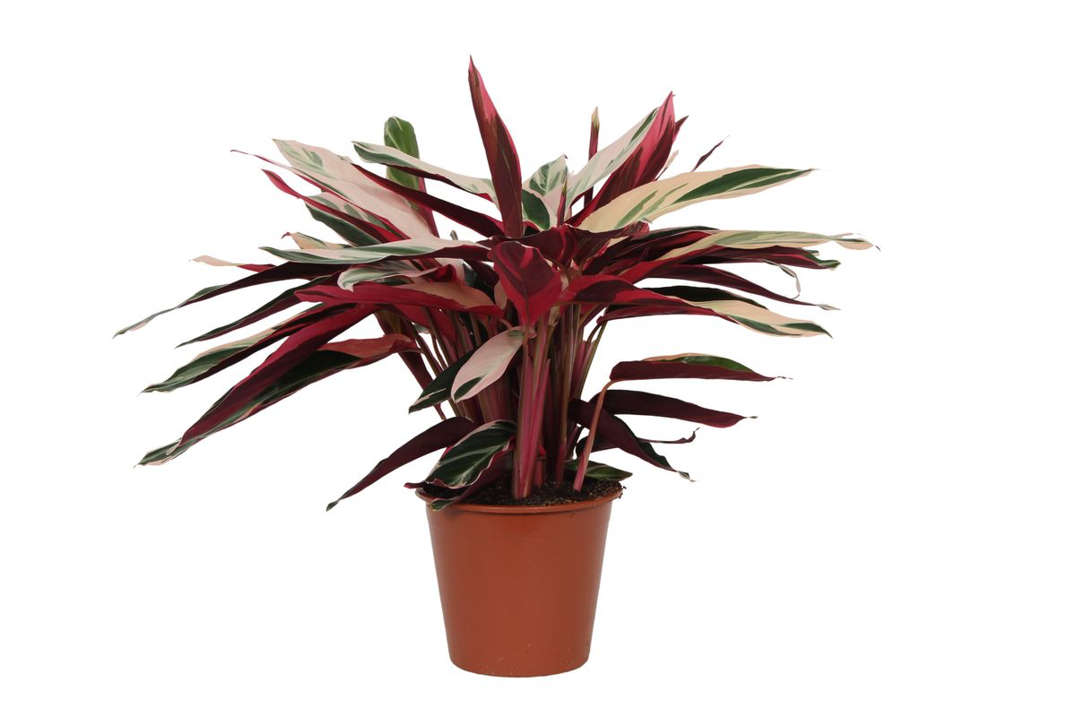 Calathea Triostar (Stromanthe) en pot Ø19cm. Plante verte type Calathea Triostar (Stromanthe), livrée en pot, idéale pour intérieur lumineux.