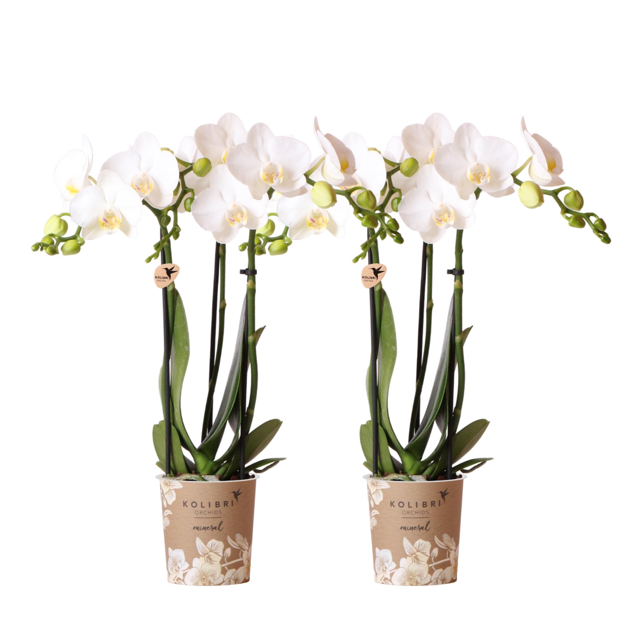 Kolibri Orchids | COMBI DEAL van 2 witte Phalaenopsis orchideeën en pot Ø9cm. Plante verte type Kolibri Orchids | COMBI DEAL van 2 witte Phalaenopsis orchideeën, livrée en pot, idéale pour intérieur lumineux.