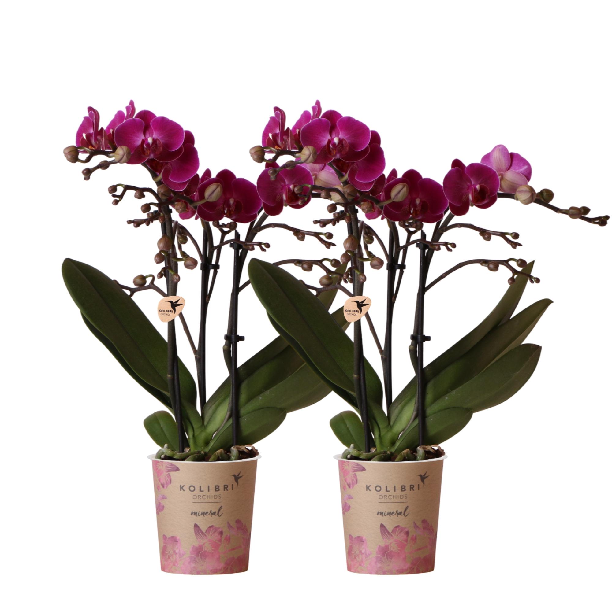 Kolibri Orchids | COMBI DEAL van 2 paarse phalaenopsis orchideeën en pot Ø9cm. Plante verte type Kolibri Orchids | COMBI DEAL van 2 paarse phalaenopsis orchideeën, livrée en pot, idéale pour intérieur lumineux.