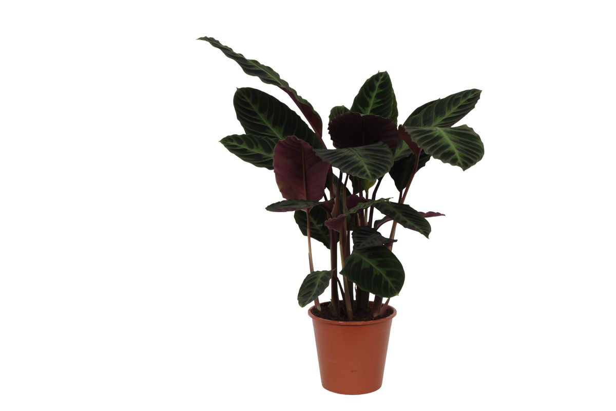 Calathea Warscewiczii en pot Ø21cm. Plante verte type Calathea Warscewiczii, livrée en pot, idéale pour intérieur lumineux.