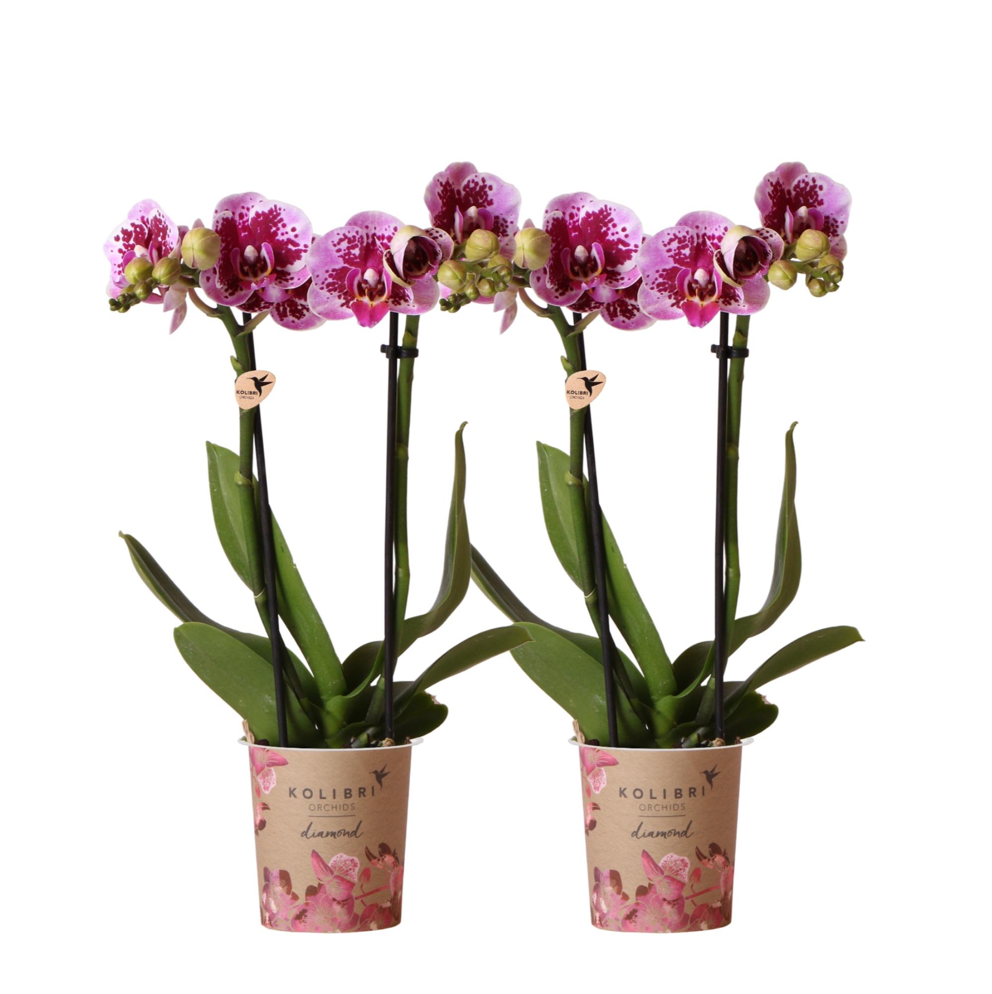 Kolibri Orchids | COMBI DEAL van 2 roze paarse phalaenopsis orchideeën en pot Ø9cm. Plante verte type Kolibri Orchids | COMBI DEAL van 2 roze paarse phalaenopsis orchideeën, livrée en pot, idéale pour intérieur lumineux.