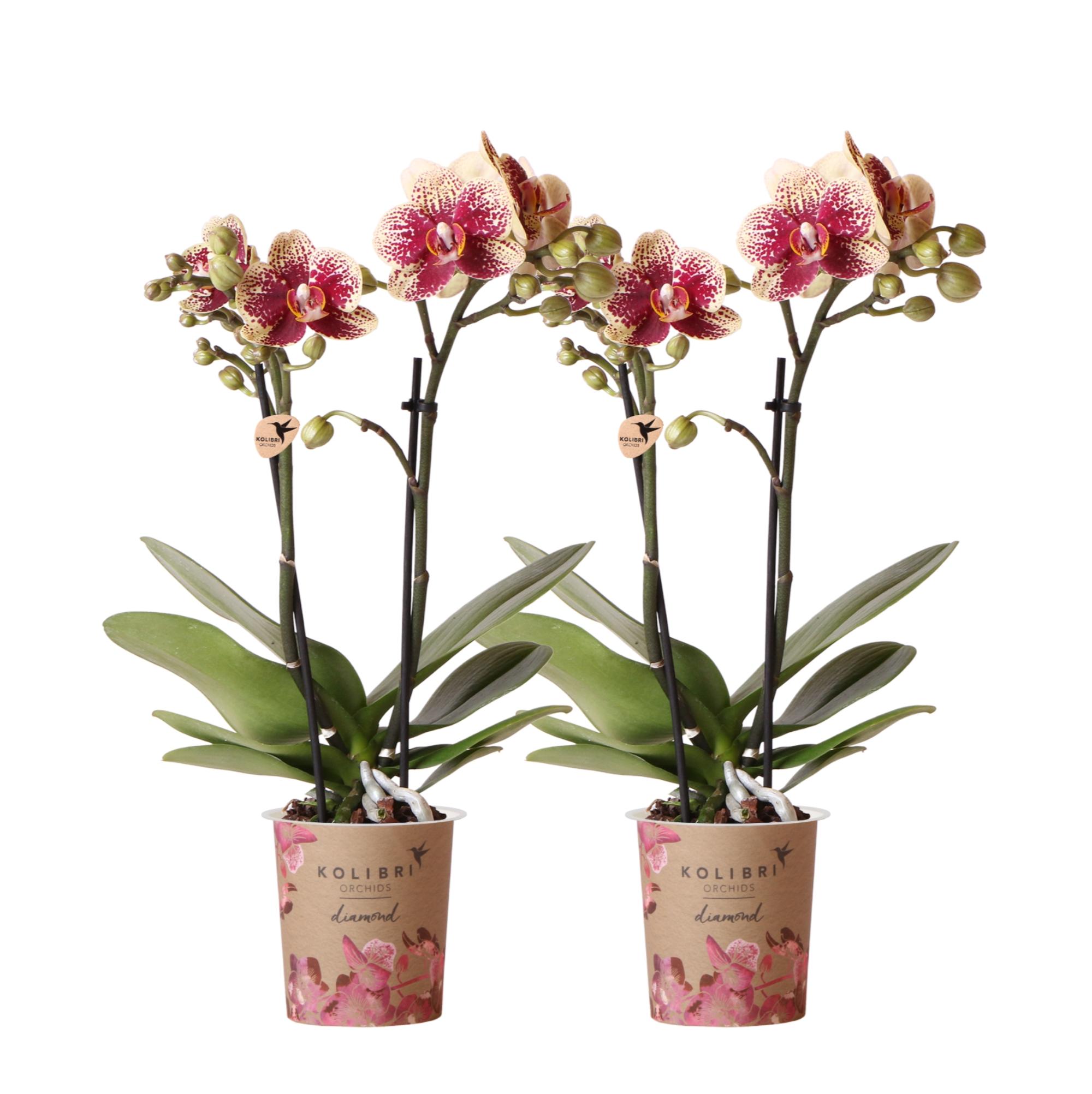Kolibri Orchids | COMBI DEAL van 2 geel rode phalaenopsis orchideeën en pot Ø9cm. Plante verte type Kolibri Orchids | COMBI DEAL van 2 geel rode phalaenopsis orchideeën, livrée en pot, idéale pour intérieur lumineux.