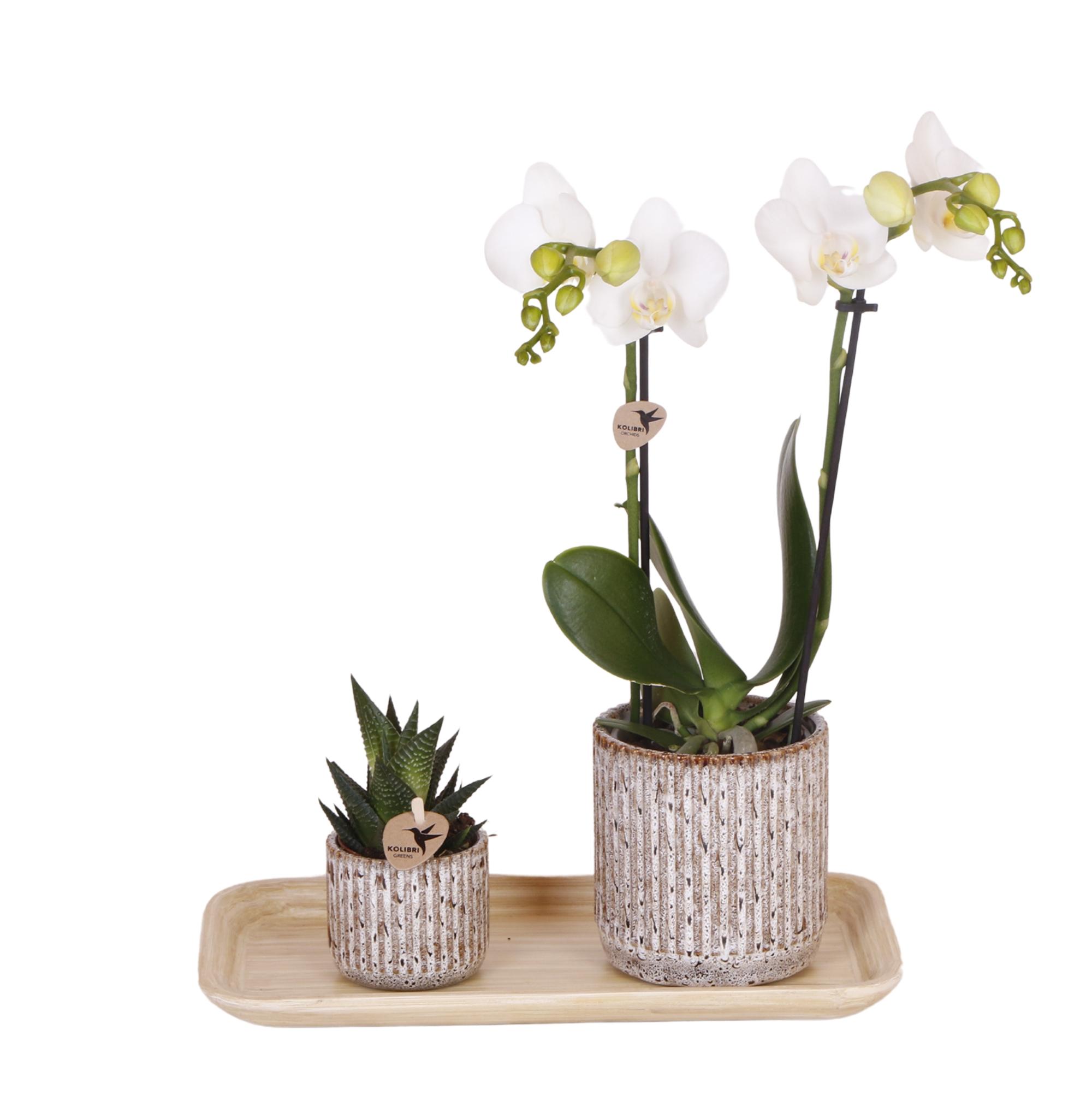 Kolibri Orchids | Plantenset Untamed Nature small | Groene planten met Phalaenopsis orchidee in Jaguar sierpotten en bamboe dienblad en pot. Plante verte type Kolibri Orchids | Plantenset Untamed Nature small | Groene planten met Phalaenopsis orchidee in Jaguar sierpotten en bamboe dienblad, livrée en pot, idéale pour intérieur lumineux.