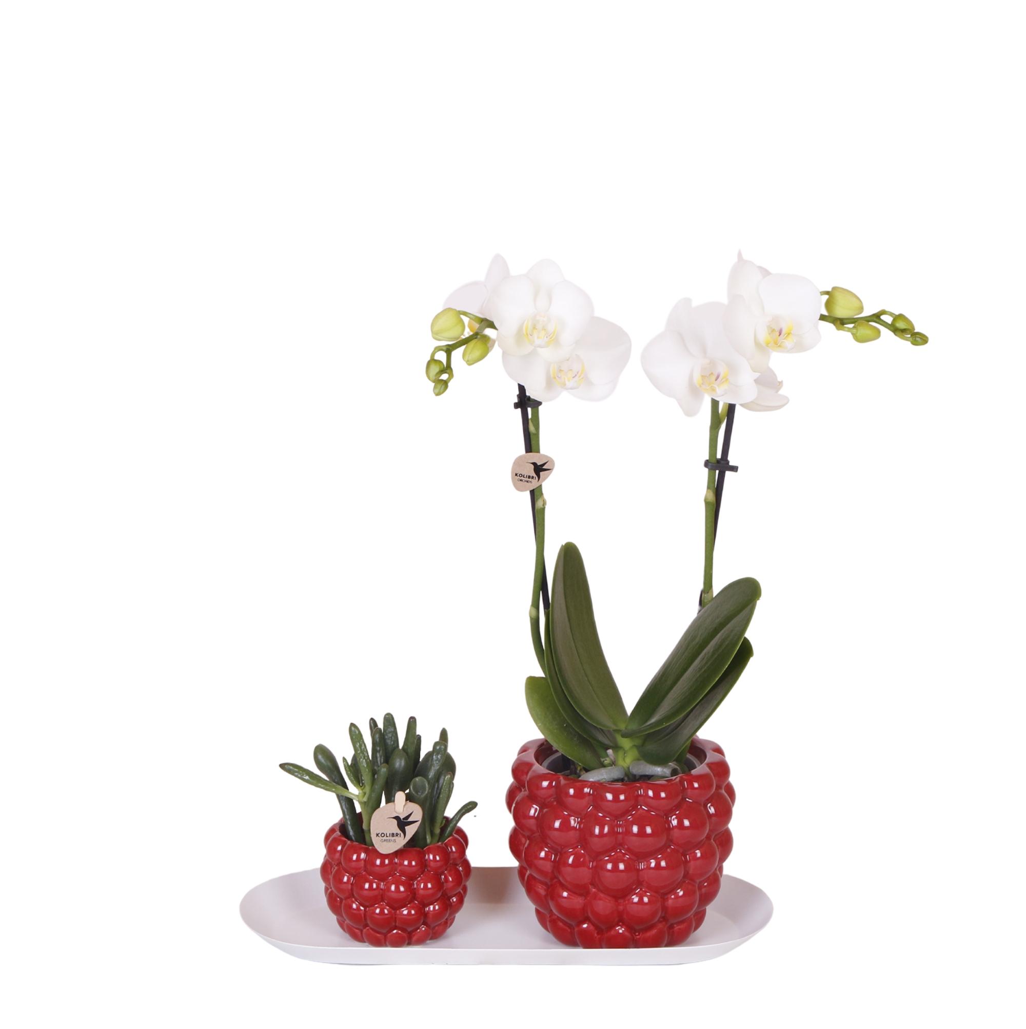 Kolibri Orchids | Plantenset Optimisme small| Groene planten met witte Phalaenopsis orchidee in Optimism sierpotten en witte dienblad en pot. Plante verte type Kolibri Orchids | Plantenset Optimisme small| Groene planten met witte Phalaenopsis orchidee in Optimism sierpotten en witte dienblad, livrée en pot, idéale pour intérieur lumineux.