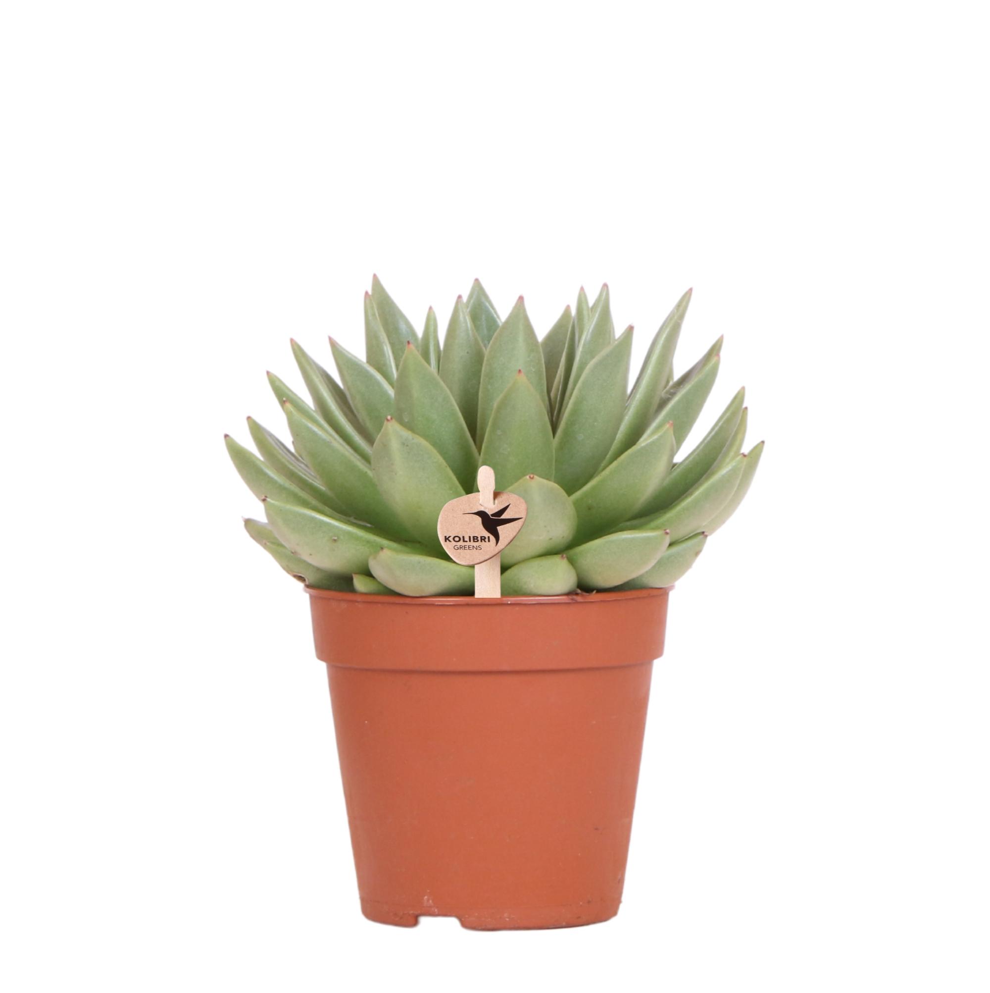 Kolibri Greens | Groene plant en pot Ø12cm. Plante verte type Kolibri Greens | Groene plant, livrée en pot, idéale pour intérieur lumineux.