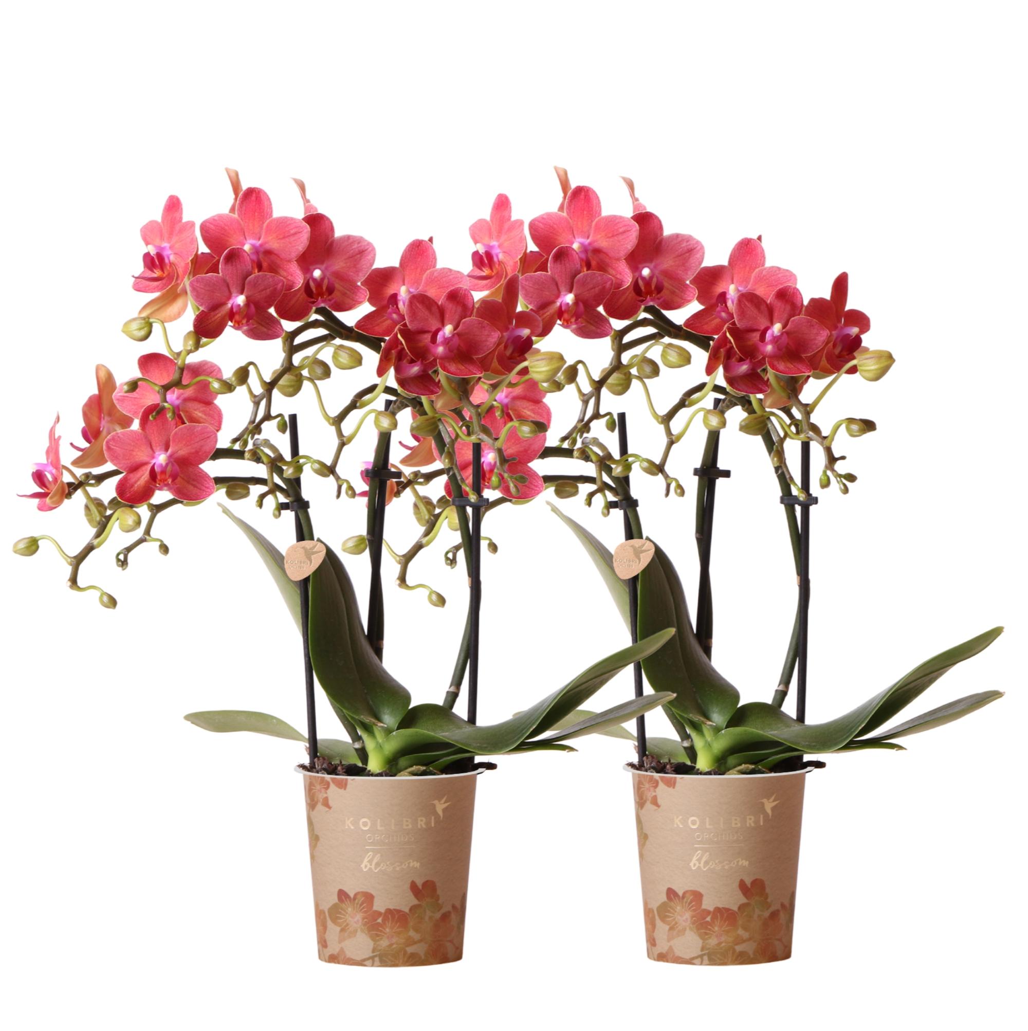 Kolibri Orchids | COMBI DEAL van 2 rode Phalaenopsis orchideeën en pot Ø9cm. Plante verte type Kolibri Orchids | COMBI DEAL van 2 rode Phalaenopsis orchideeën, livrée en pot, idéale pour intérieur lumineux.