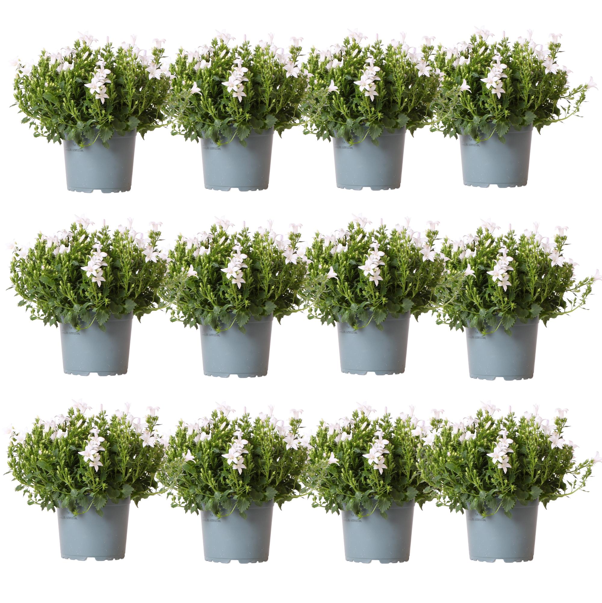 Campanula Addenda en pot. Plante verte type Campanula Addenda, livrée en pot, idéale pour intérieur lumineux.