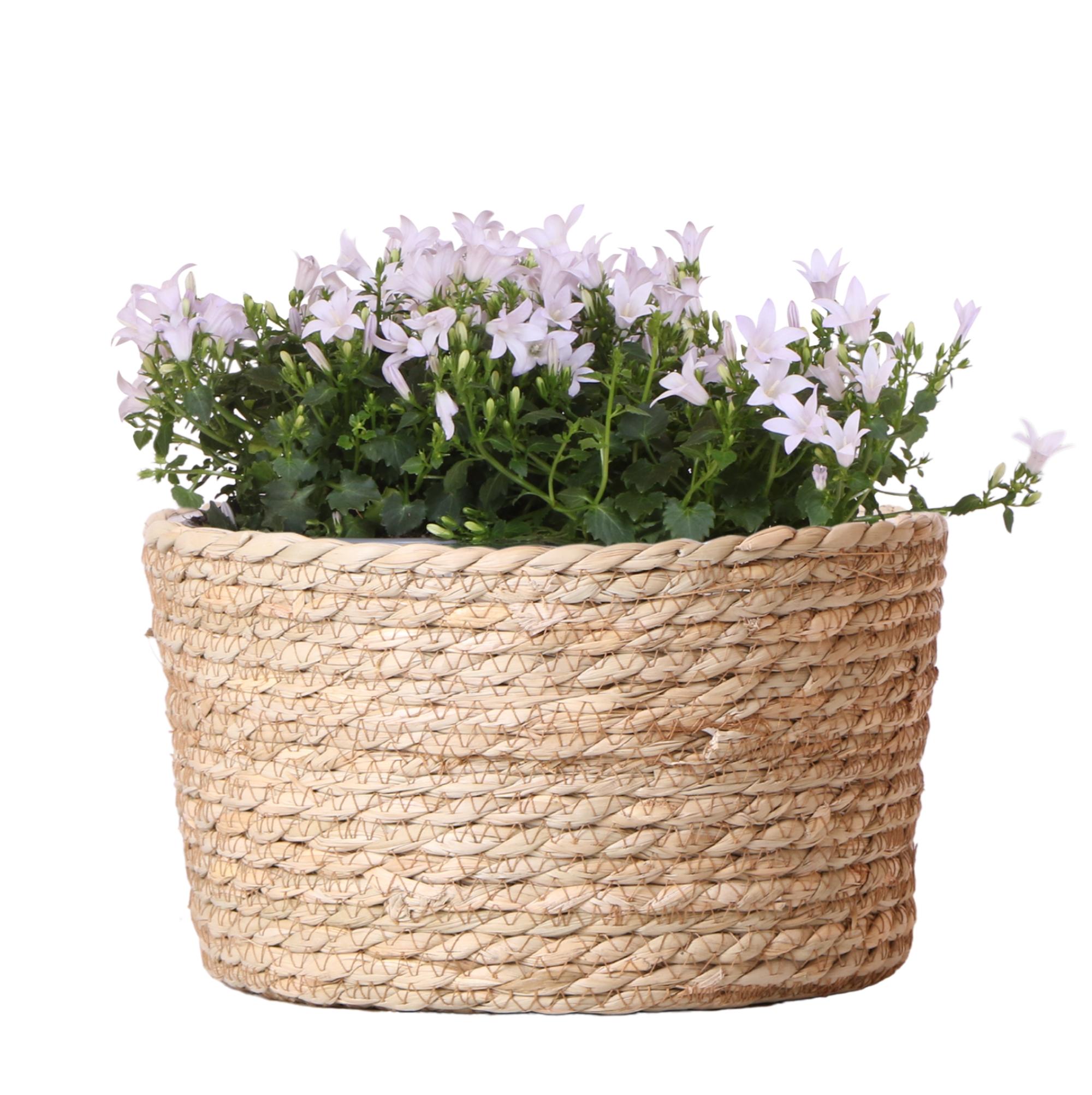 Campanula Addenda Ambella white en pot. Plante verte type Campanula Addenda Ambella white, livrée en pot, idéale pour intérieur lumineux.