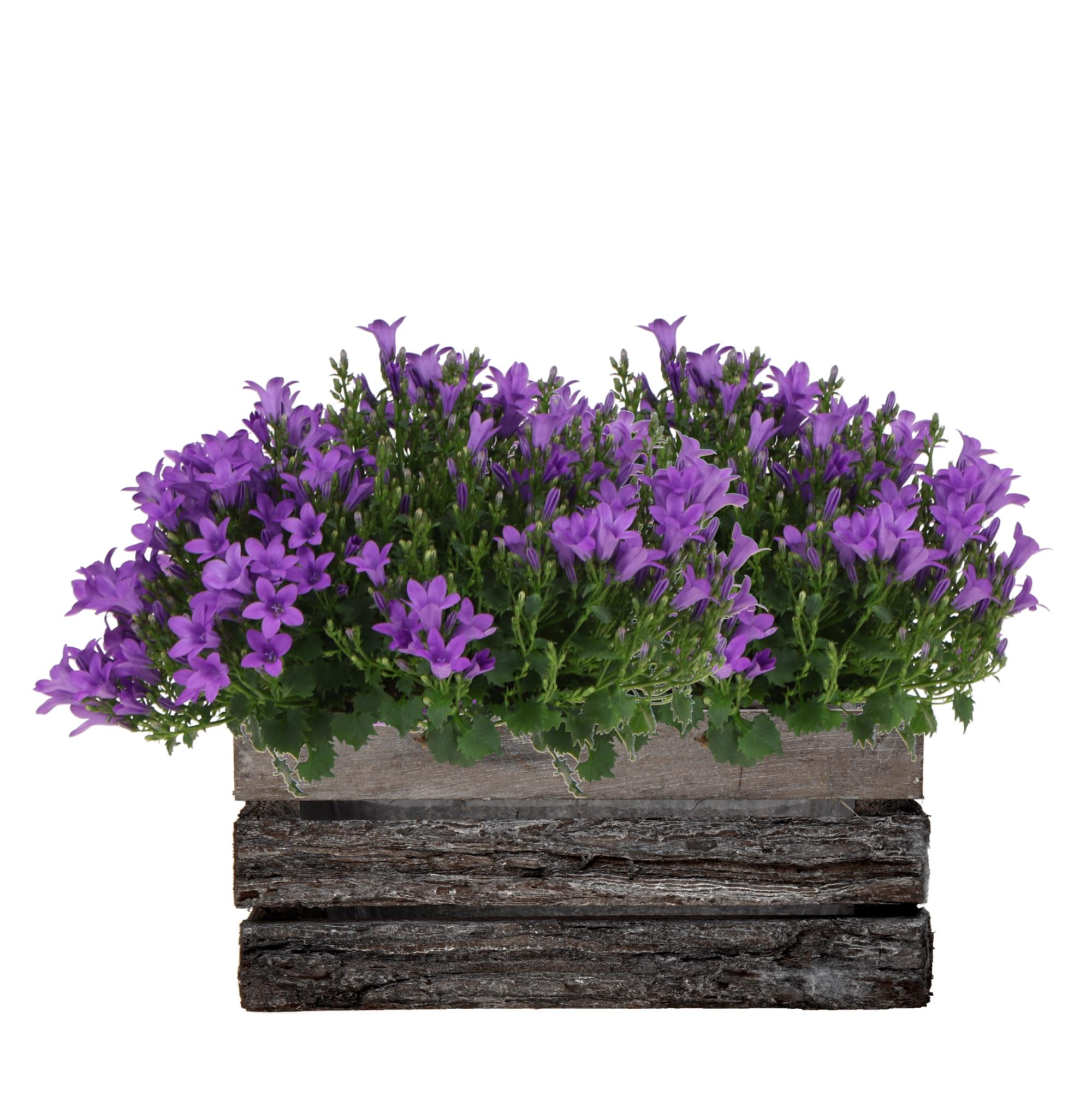 Campanula Addenda Ambella Intense purple en pot. Plante verte type Campanula Addenda Ambella Intense purple, livrée en pot, idéale pour intérieur lumineux.