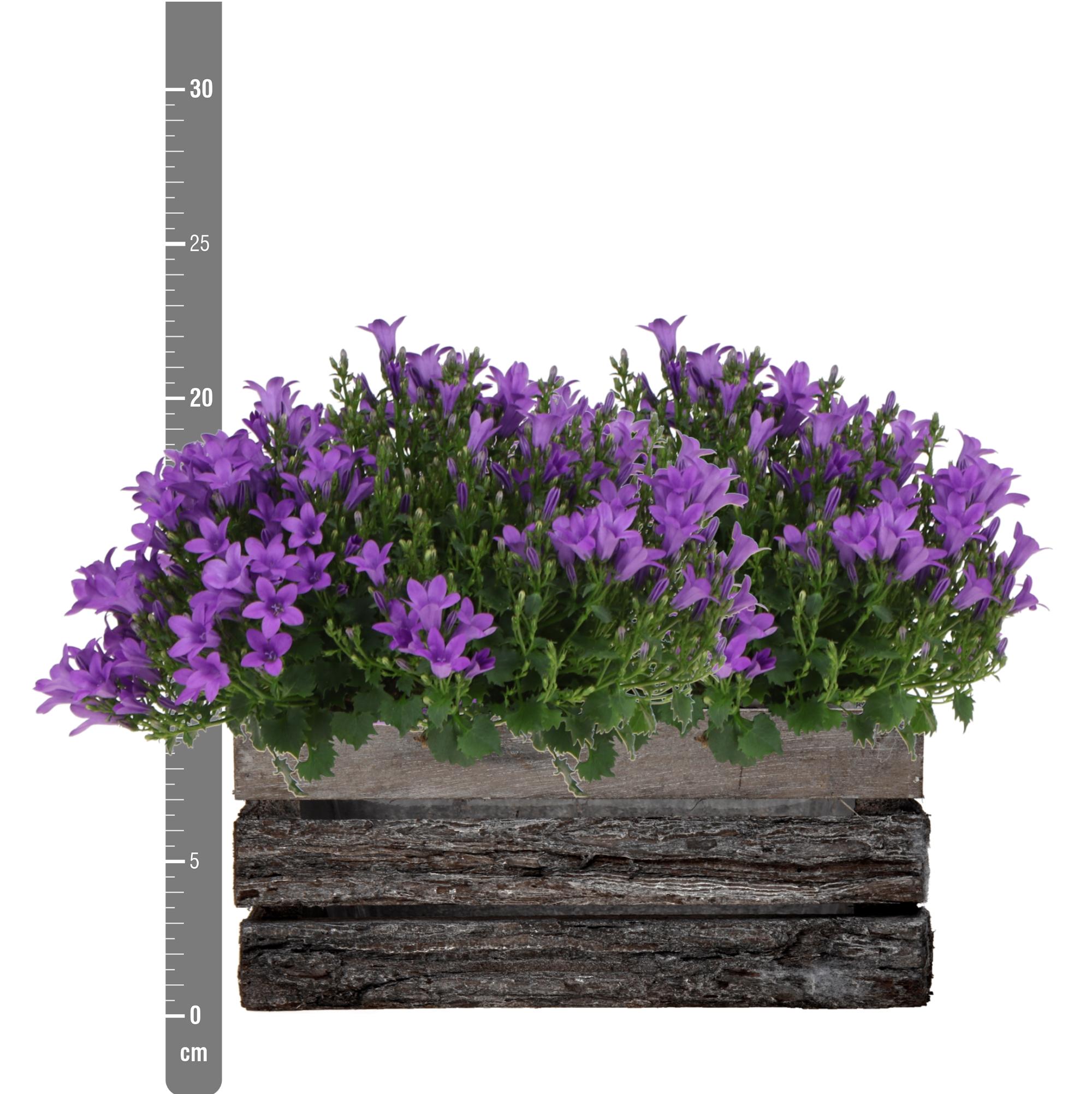 Campanula Addenda Ambella Intense purple en pot. Plante verte type Campanula Addenda Ambella Intense purple, livrée en pot, idéale pour intérieur lumineux. – Image 7