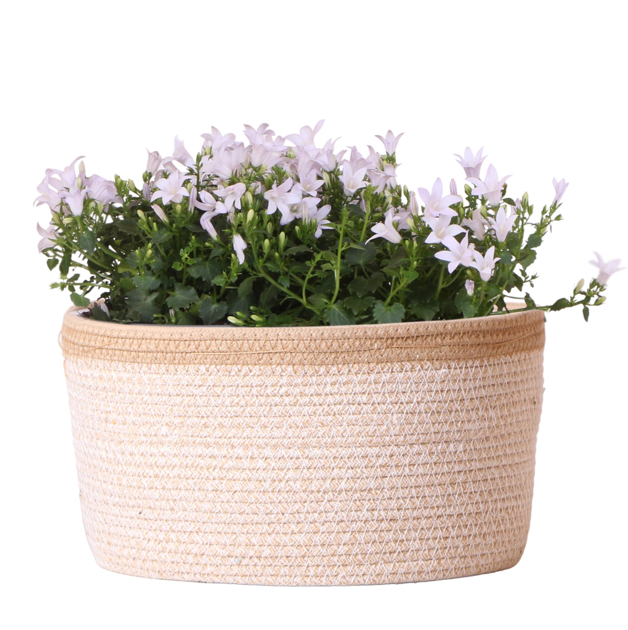 Campanula Addenda Ambella white en pot. Plante verte type Campanula Addenda Ambella white, livrée en pot, idéale pour intérieur lumineux.