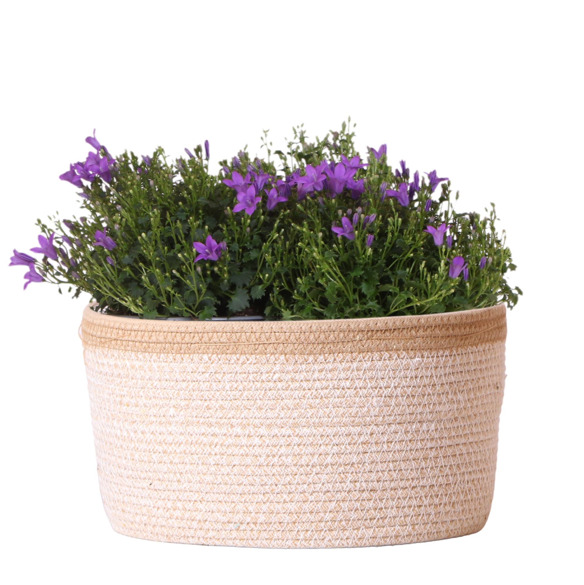 Campanula Addenda Ambella Intense purple en pot. Plante verte type Campanula Addenda Ambella Intense purple, livrée en pot, idéale pour intérieur lumineux.