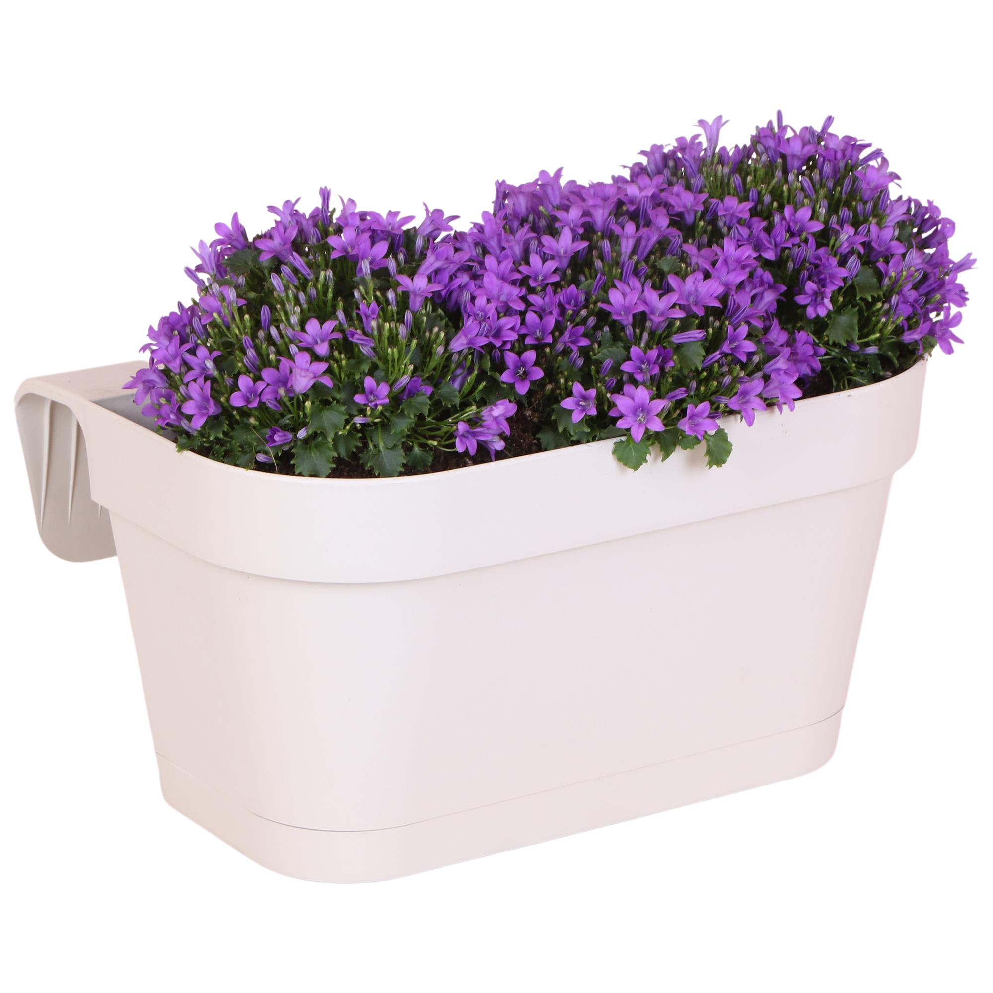 Campanula Addenda Ambella Intense purple en pot. Plante verte type Campanula Addenda Ambella Intense purple, livrée en pot, idéale pour intérieur lumineux.