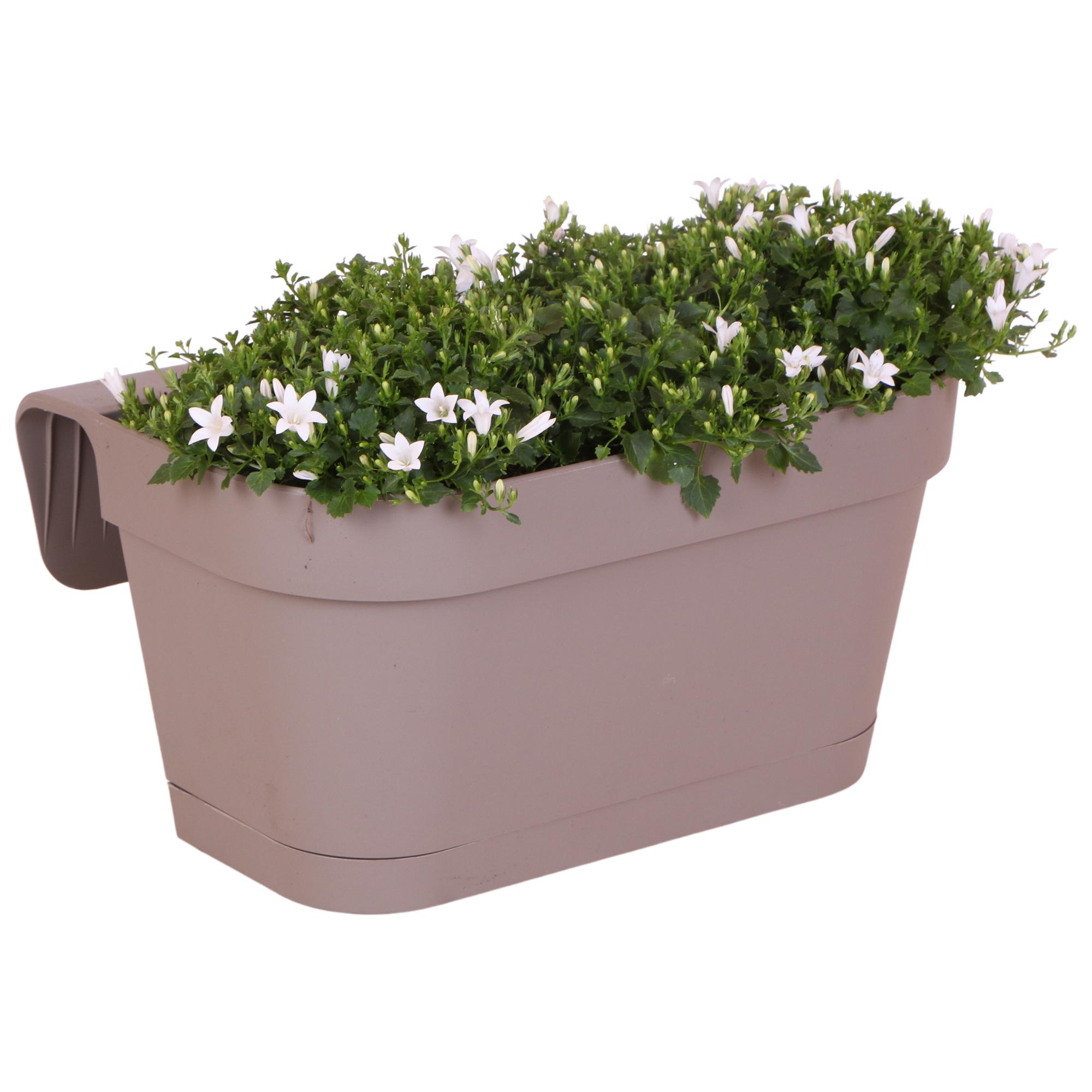 Campanula Addenda Ambella white en pot. Plante verte type Campanula Addenda Ambella white, livrée en pot, idéale pour intérieur lumineux.