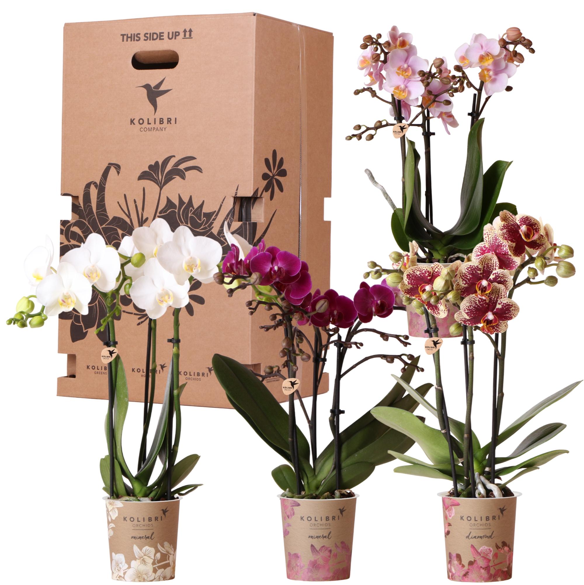 Kolibri Orchids en pot. Plante verte type Kolibri Orchids, livrée en pot, idéale pour intérieur lumineux.
