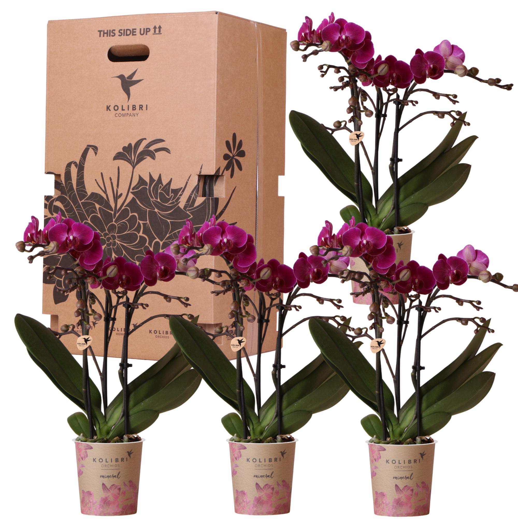 Kolibri Orchids en pot. Plante verte type Kolibri Orchids, livrée en pot, idéale pour intérieur lumineux.
