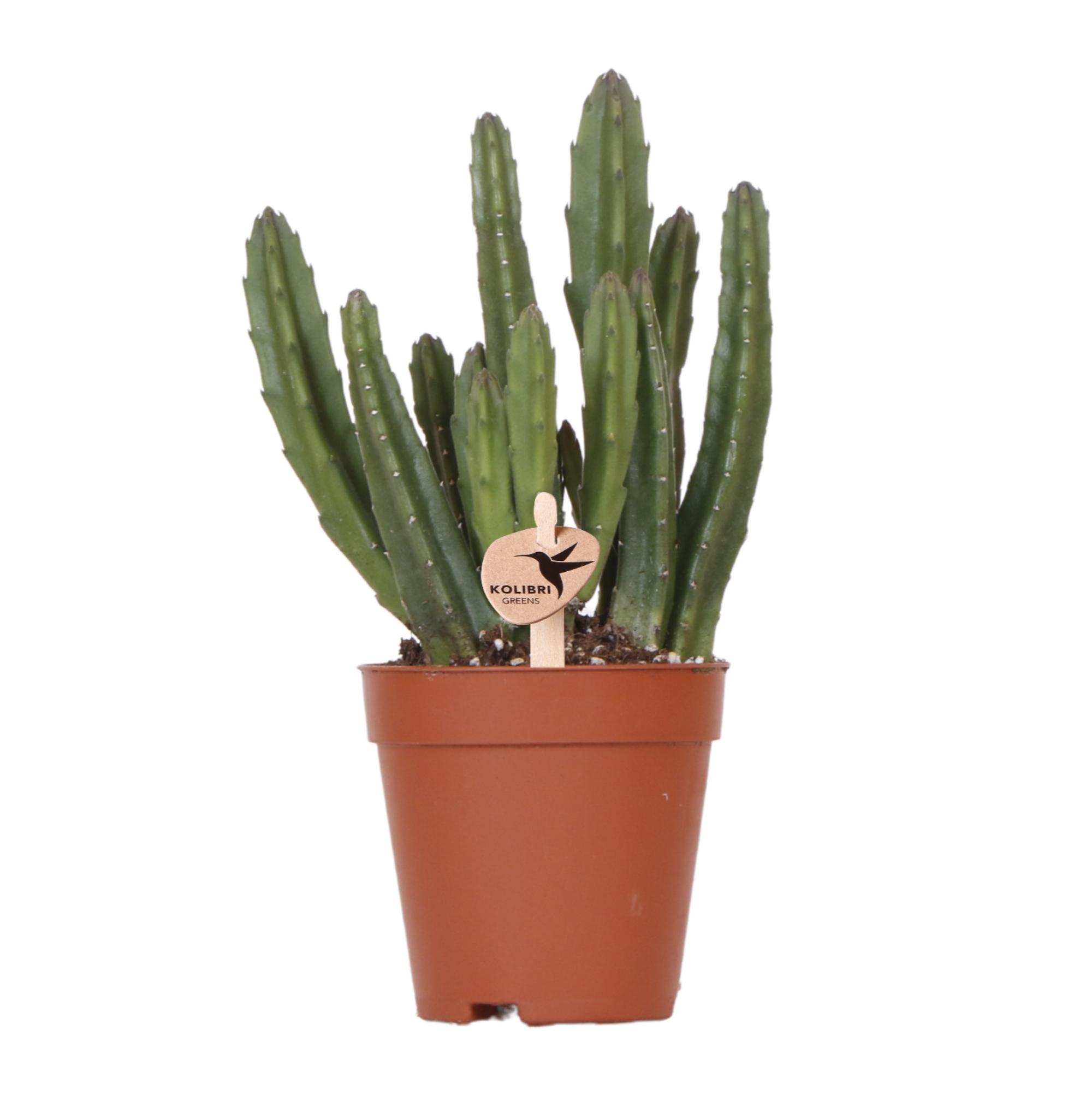 Kolibri Greens | Groene plant en pot Ø9cm. Plante verte type Kolibri Greens | Groene plant, livrée en pot, idéale pour intérieur lumineux.