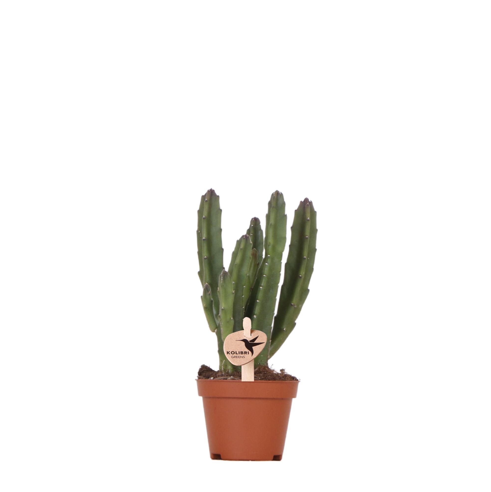 Kolibri Greens | Groene plant en pot Ø6cm. Plante verte type Kolibri Greens | Groene plant, livrée en pot, idéale pour intérieur lumineux.
