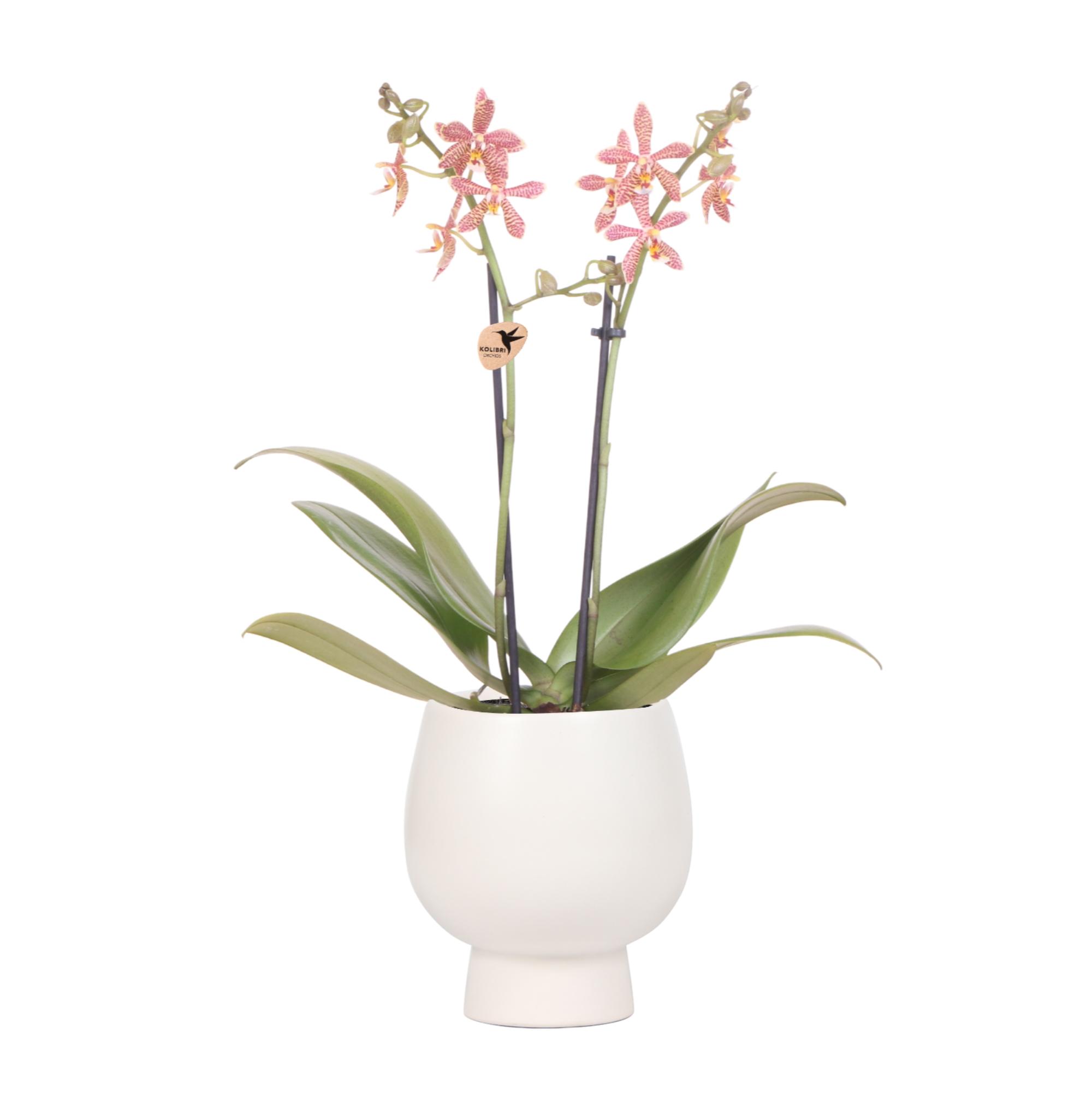 Kolibri Orchids | oranje Phalaenopsis orchidee en pot Ø9cm. Plante verte type Kolibri Orchids | oranje Phalaenopsis orchidee, livrée en pot, idéale pour intérieur lumineux.