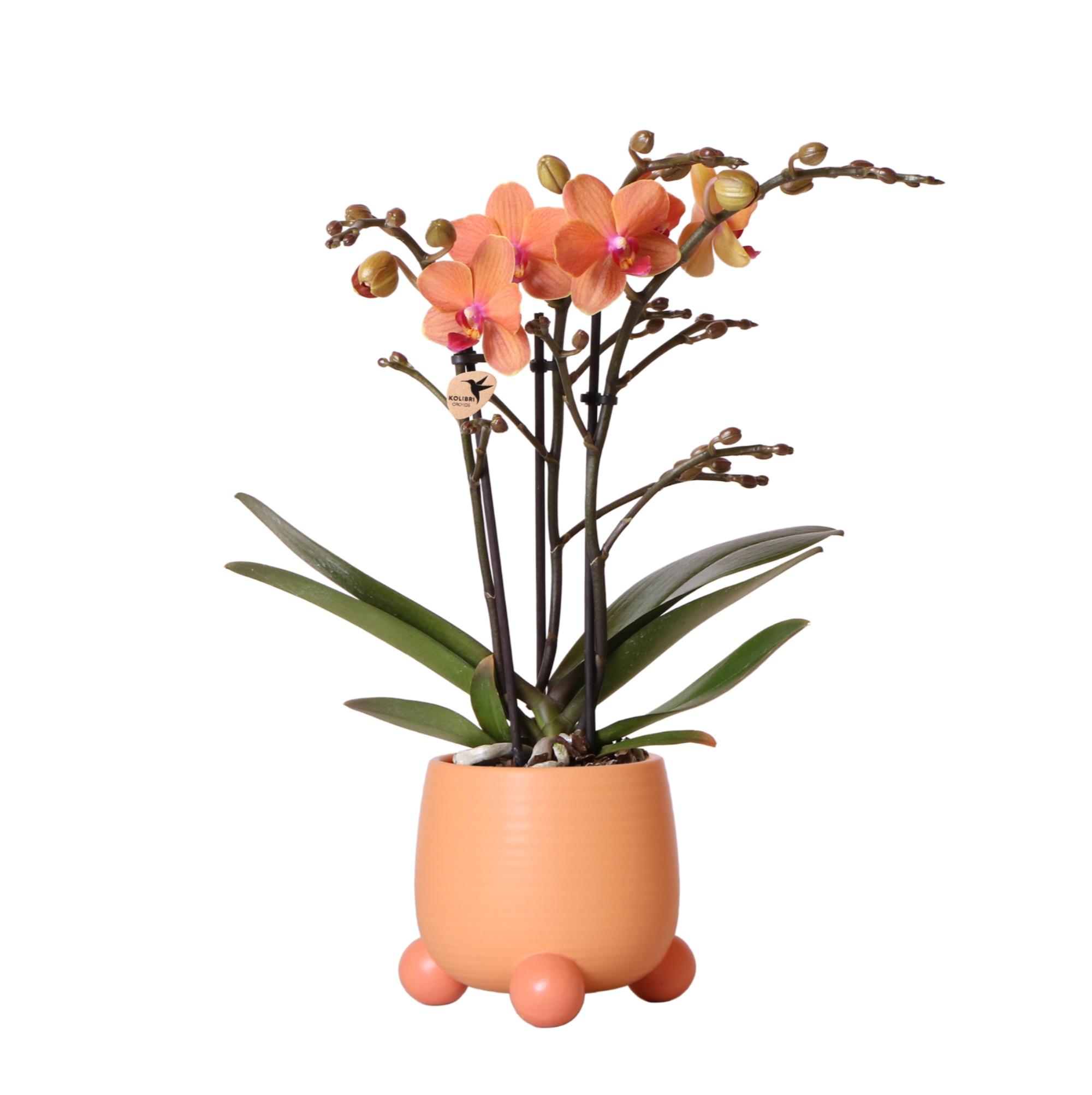 Kolibri Orchids | Oranje Phalaenopsis orchidee en pot Ø9cm. Plante verte type Kolibri Orchids | Oranje Phalaenopsis orchidee, livrée en pot, idéale pour intérieur lumineux.