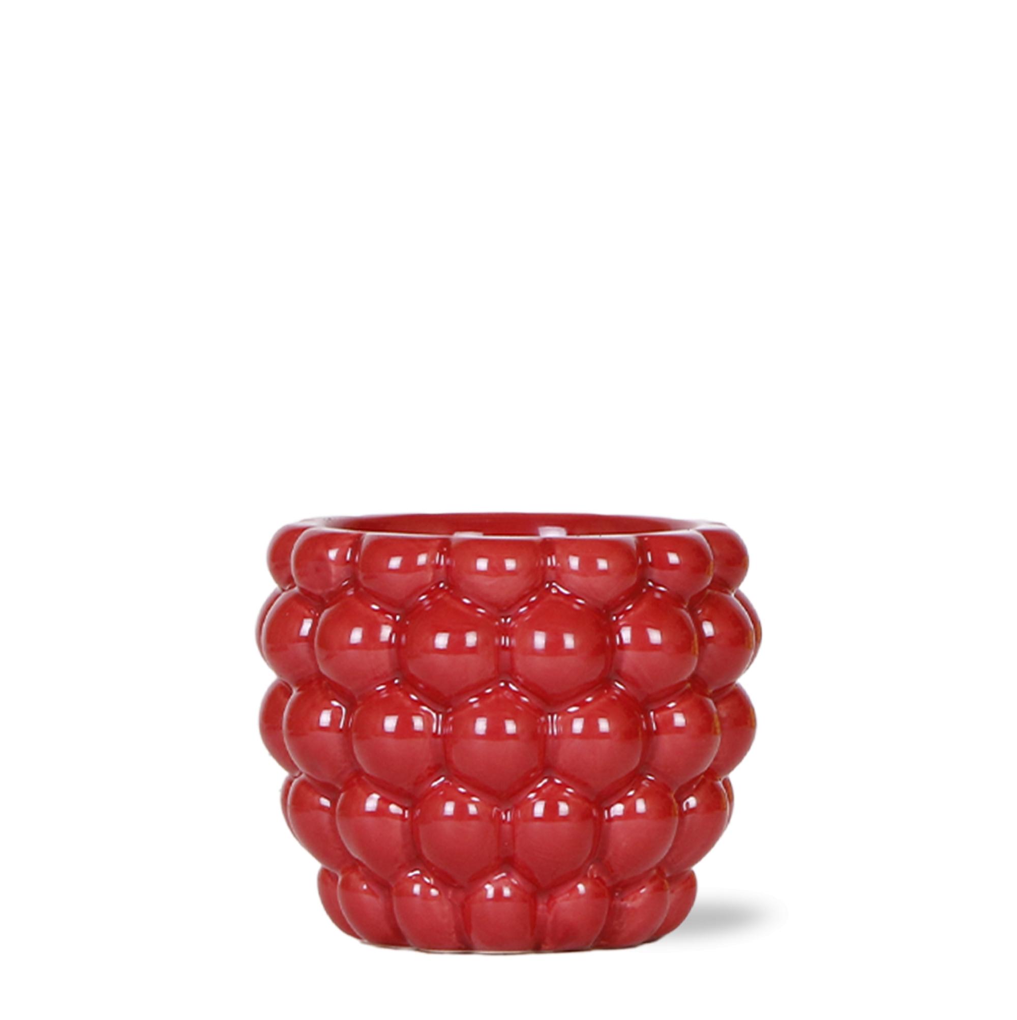 Kolibri Home | Berry pot en pot Ø9cm. Plante verte type Kolibri Home | Berry pot, livrée en pot, idéale pour intérieur lumineux.