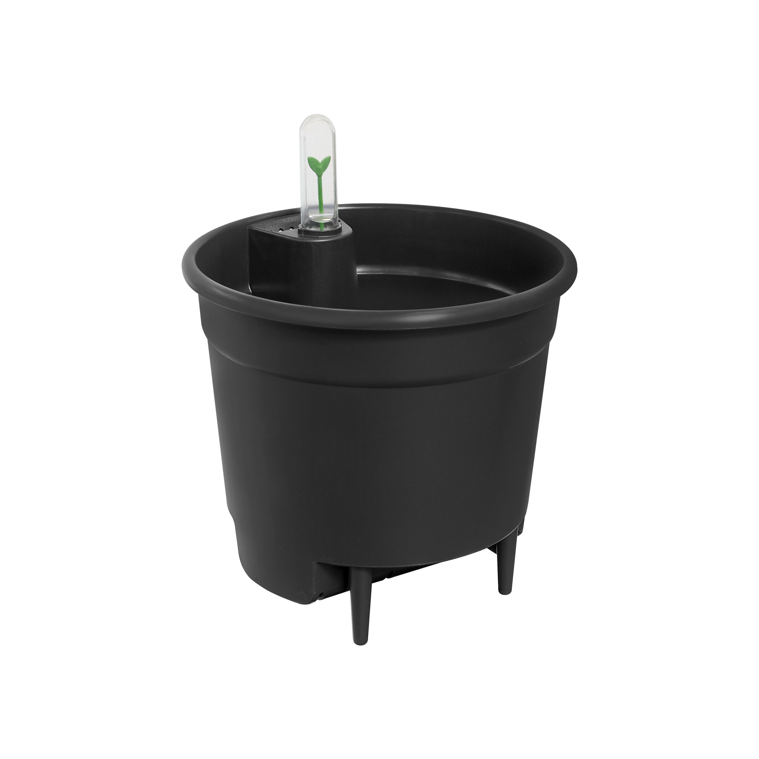 Self Watering Insert en pot. Plante verte type Self Watering Insert, livrée en pot, idéale pour intérieur lumineux.