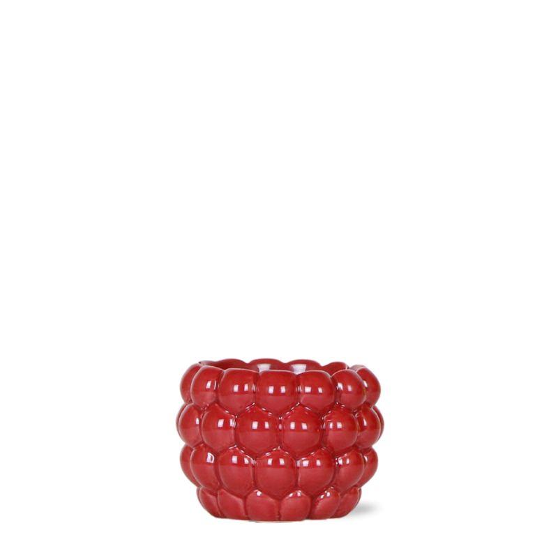 Kolibri Home | Berry pot en pot Ø6cm. Plante verte type Kolibri Home | Berry pot, livrée en pot, idéale pour intérieur lumineux.