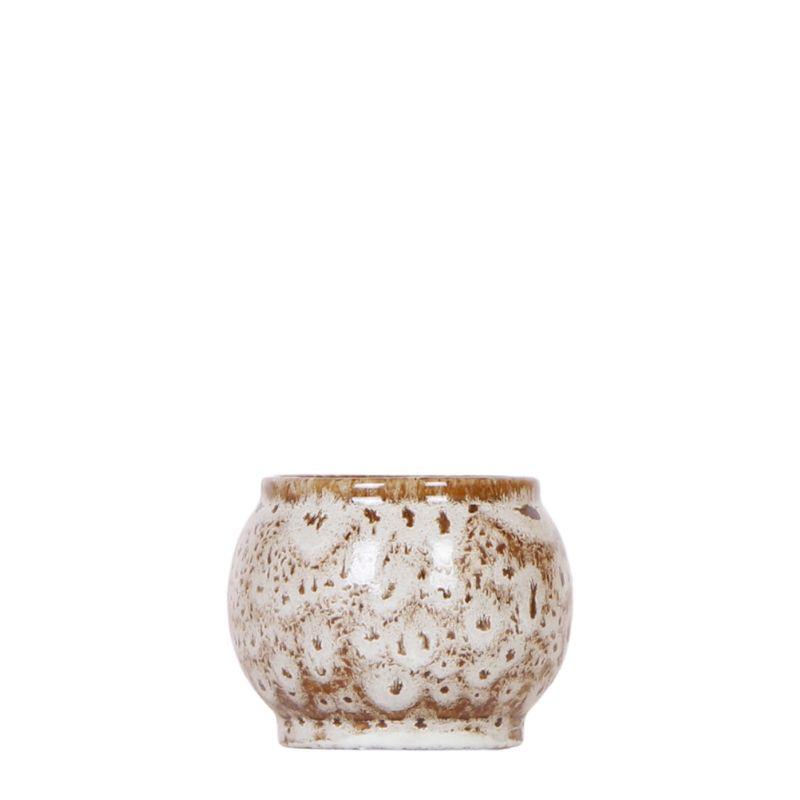 Kolibri Home | Safari pot en pot Ø6cm. Plante verte type Kolibri Home | Safari pot, livrée en pot, idéale pour intérieur lumineux.