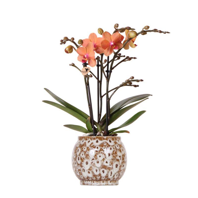 Kolibri Orchids | Oranje Phalaenopsis orchidee en pot Ø9cm. Plante verte type Kolibri Orchids | Oranje Phalaenopsis orchidee, livrée en pot, idéale pour intérieur lumineux.