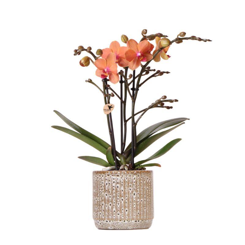 Kolibri Orchids | Oranje Phalaenopsis orchidee en pot Ø9cm. Plante verte type Kolibri Orchids | Oranje Phalaenopsis orchidee, livrée en pot, idéale pour intérieur lumineux.