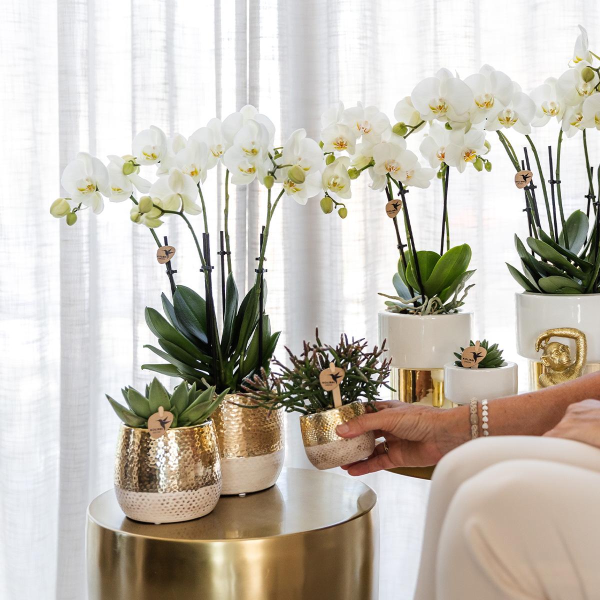 Kolibri Home | Elite pot gold en pot Ø9cm. Plante verte type Kolibri Home | Elite pot gold, livrée en pot, idéale pour intérieur lumineux. – Image 3