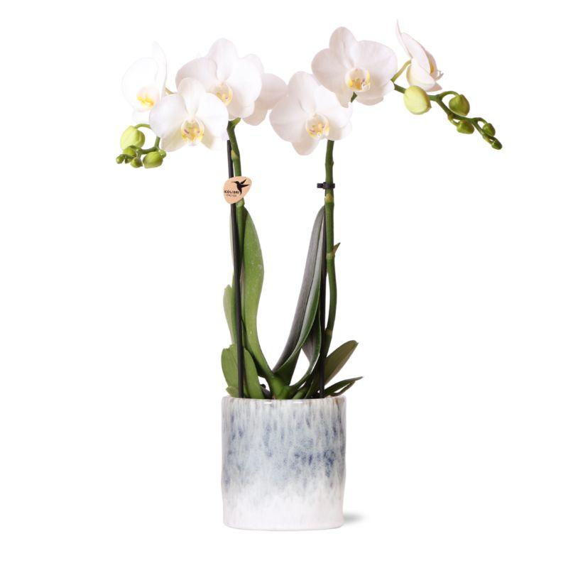 Kolibri Orchids | witte Phalaenopsis orchidee  Amabilis + Sky pot  potmaat Ø9cm | bloeiende kamerplant in bloempot en pot Ø9cm. Plante verte type Kolibri Orchids | witte Phalaenopsis orchidee  Amabilis + Sky pot  potmaat Ø9cm | bloeiende kamerplant in bloempot, livrée en pot, idéale pour intérieur lumineux.