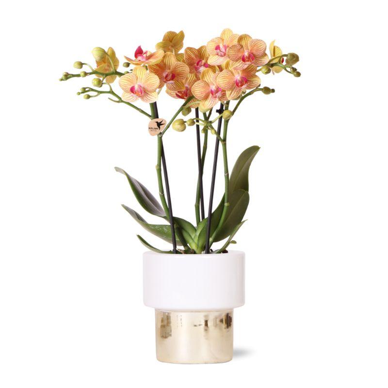 Kolibri Orchids | witte Phalaenopsis orchidee  Jamaica + Lush pot  potmaat Ø9cm | bloeiende kamerplant in bloempot en pot Ø9cm. Plante verte type Kolibri Orchids | witte Phalaenopsis orchidee  Jamaica + Lush pot  potmaat Ø9cm | bloeiende kamerplant in bloempot, livrée en pot, idéale pour intérieur lumineux.