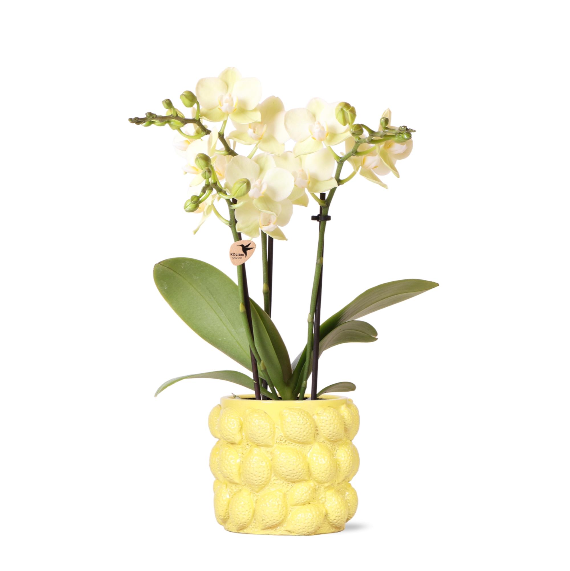 Kolibri Orchids | gele Phalaenopsis orchidee en pot Ø9cm. Plante verte type Kolibri Orchids | gele Phalaenopsis orchidee, livrée en pot, idéale pour intérieur lumineux.
