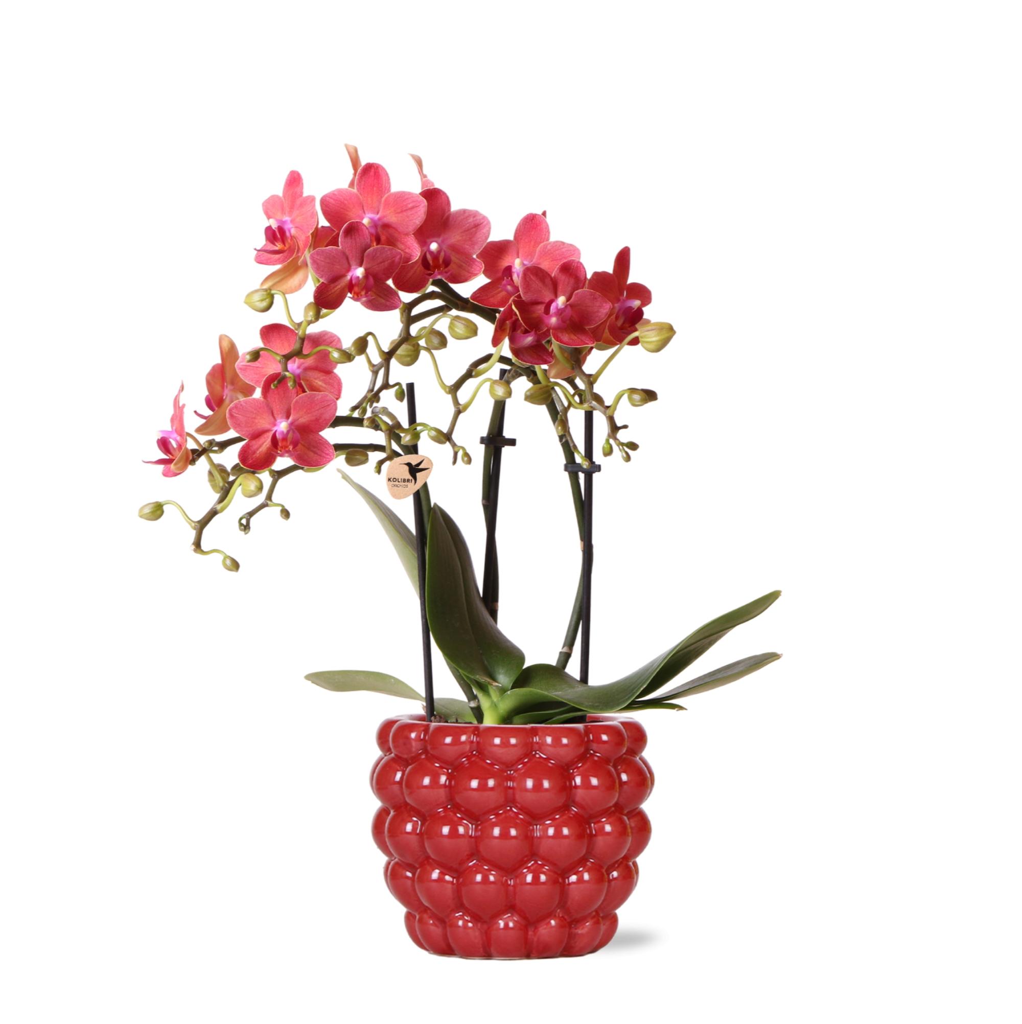 Kolibri Orchids | rode Phalaenopsis orchidee  Congo + Berry sierpot  potmaat Ø9cm | bloeiende kamerplant in bloempot en pot Ø9cm. Plante verte type Kolibri Orchids | rode Phalaenopsis orchidee  Congo + Berry sierpot  potmaat Ø9cm | bloeiende kamerplant in bloempot, livrée en pot, idéale pour intérieur lumineux.