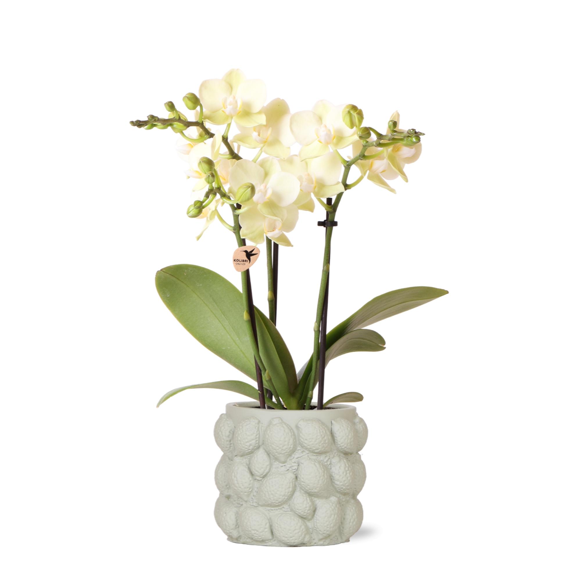Kolibri Orchids | gele Phalaenopsis orchidee  Mexico + Citrus sierpot green  potmaat Ø9cm| bloeiende kamerplant in bloempot en pot Ø9cm. Plante verte type Kolibri Orchids | gele Phalaenopsis orchidee  Mexico + Citrus sierpot green  potmaat Ø9cm| bloeiende kamerplant in bloempot, livrée en pot, idéale pour intérieur lumineux.