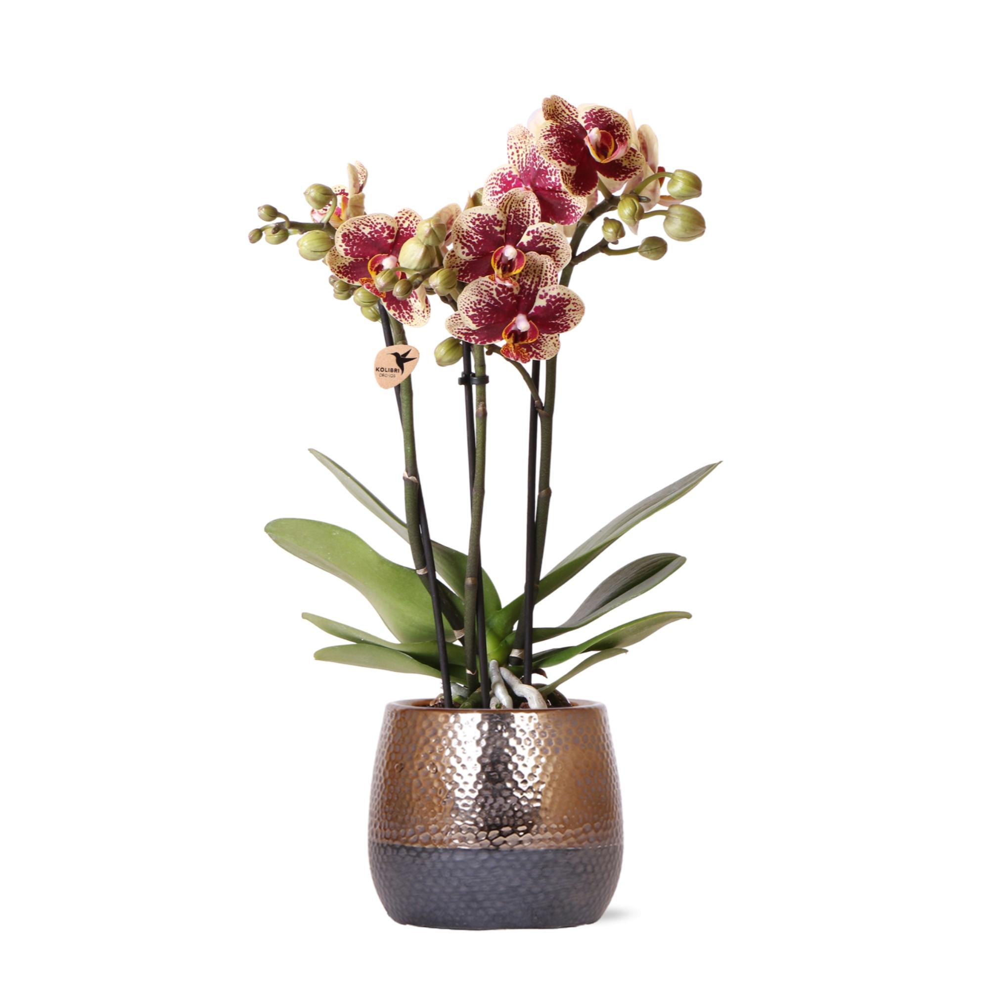 Kolibri Orchids | geel rode Phalaenopsis orchidee  Spain + Elite sierpot copper  potmaat Ø9cm | bloeiende kamerplant in bloempot en pot Ø9cm. Plante verte type Kolibri Orchids | geel rode Phalaenopsis orchidee  Spain + Elite sierpot copper  potmaat Ø9cm | bloeiende kamerplant in bloempot, livrée en pot, idéale pour intérieur lumineux.