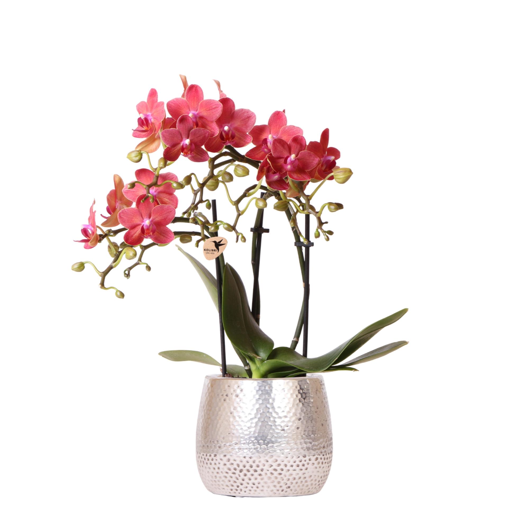 Kolibri Orchids | rode Phalaenopsis orchidee  Congo + Elite pot silver  potmaat Ø9cm | bloeiende kamerplant in bloempot en pot Ø9cm. Plante verte type Kolibri Orchids | rode Phalaenopsis orchidee  Congo + Elite pot silver  potmaat Ø9cm | bloeiende kamerplant in bloempot, livrée en pot, idéale pour intérieur lumineux.